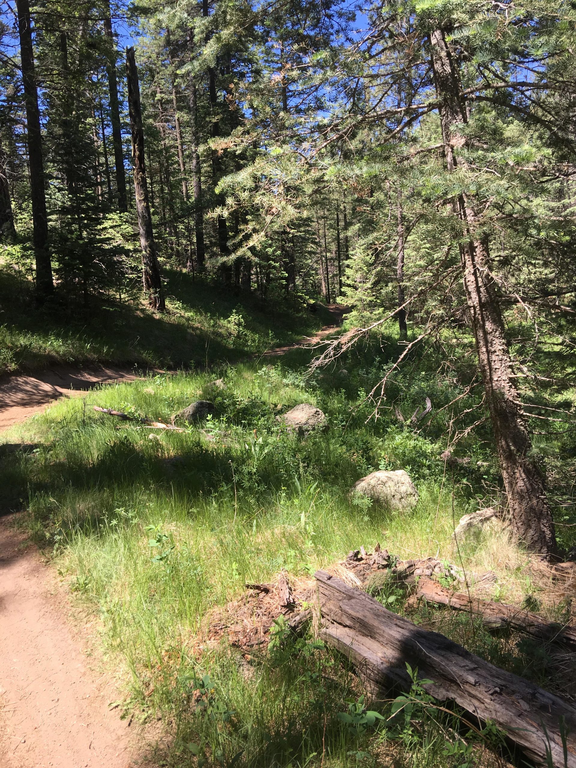 A sunlit forest pathway surrounded by tall trees, with a mix of grass and rocky terrain on either side. The trail is dirt and slightly winding, leading deeper into the greenery of the woods. Sunlight filters through the leaves, creating dappled shadows on the ground. Schultz Creek mountain bike trail.