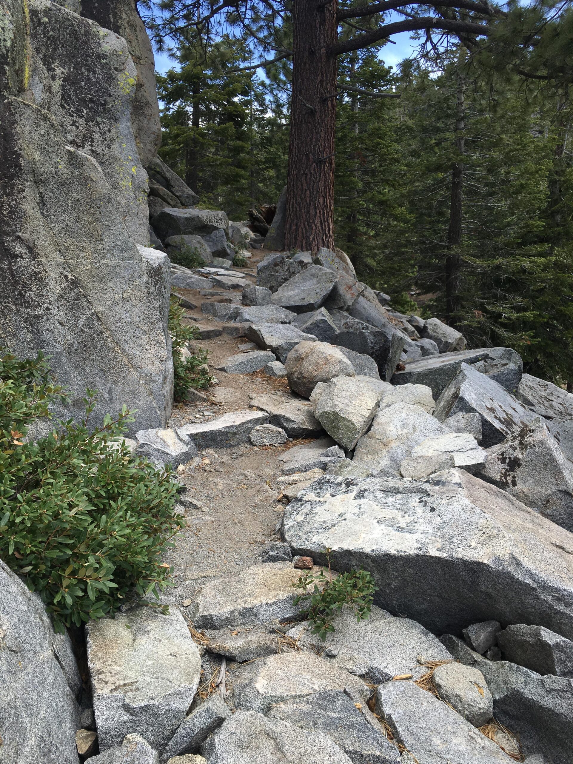 A rocky path winding through a forested area, bordered by large boulders and patches of greenery, with tall trees in the background under a partly cloudy sky. Tahoe Rim Trail: Kingsbury to Van Sickle mountain bike trail.