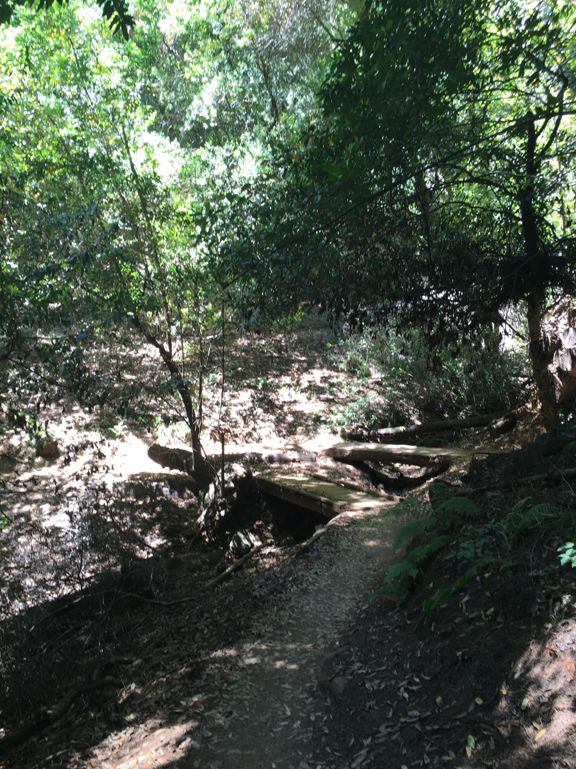 A sunlit forest path leading to a small wooden bridge, surrounded by lush greenery and dappled sunlight filtering through the trees. Leaves cover the ground, adding a natural touch to the serene woodland setting. Camp Tamarancho mountain bike trail.