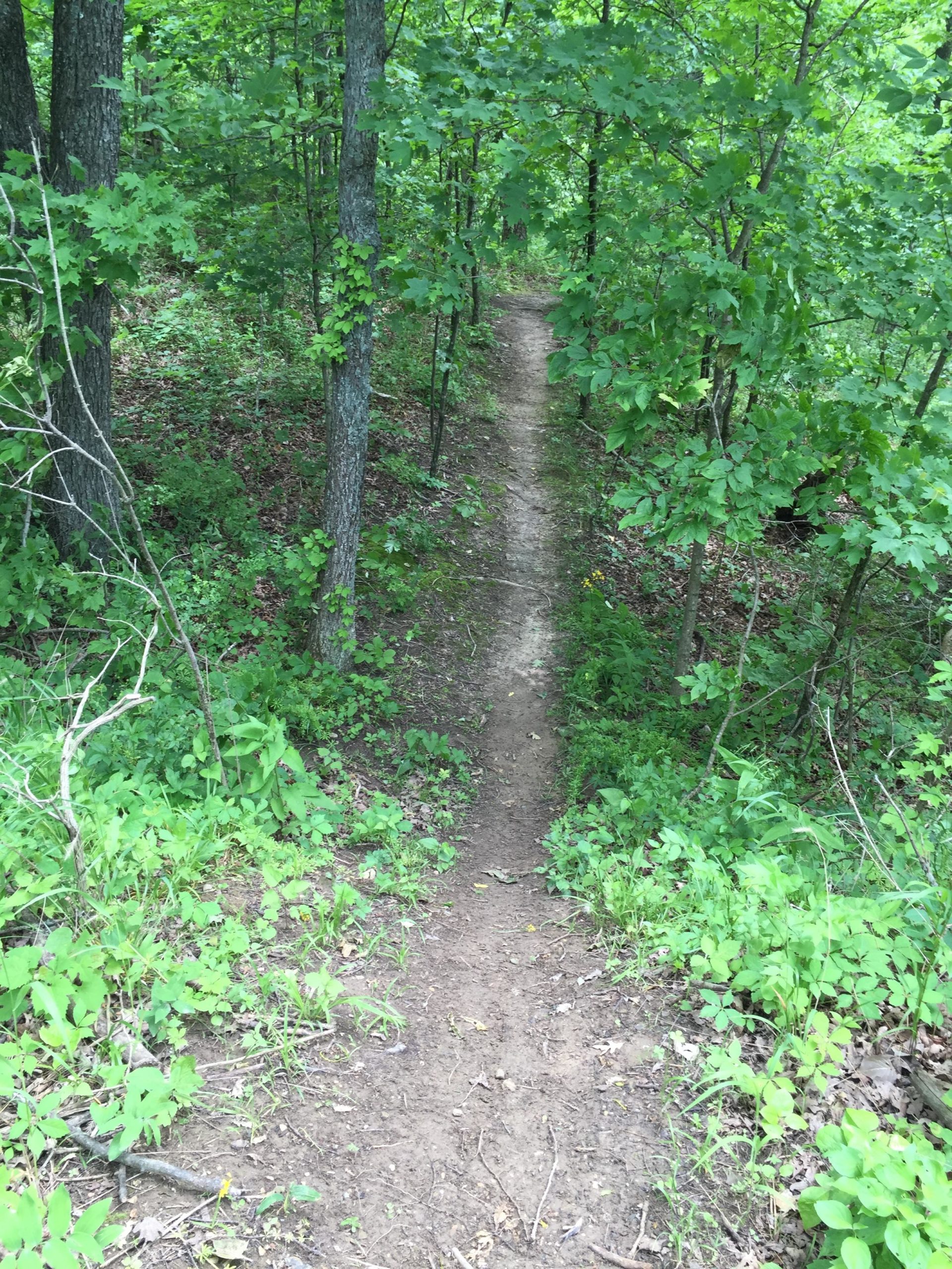 A narrow dirt pathway leads through a lush forest, surrounded by trees and greenery. The trail is flanked by various plants and shrubs, creating a serene and nature-filled atmosphere. Camp Camfield mountain bike trail.