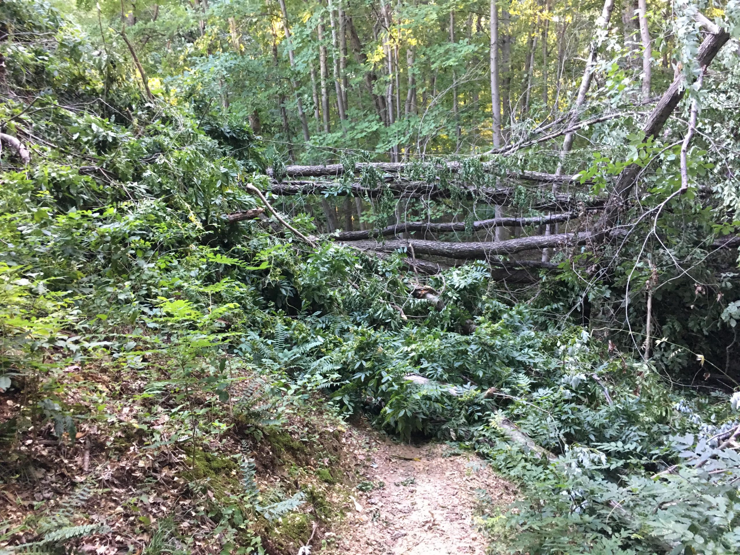 A dense forest scene featuring a trail partially obscured by fallen trees and overgrown foliage. The image captures the natural greenery, including various plants and ferns, as well as the disruption caused by the downed branches, creating a sense of wildness in the woodland environment. Fairland Recreational Park mountain bike trail.