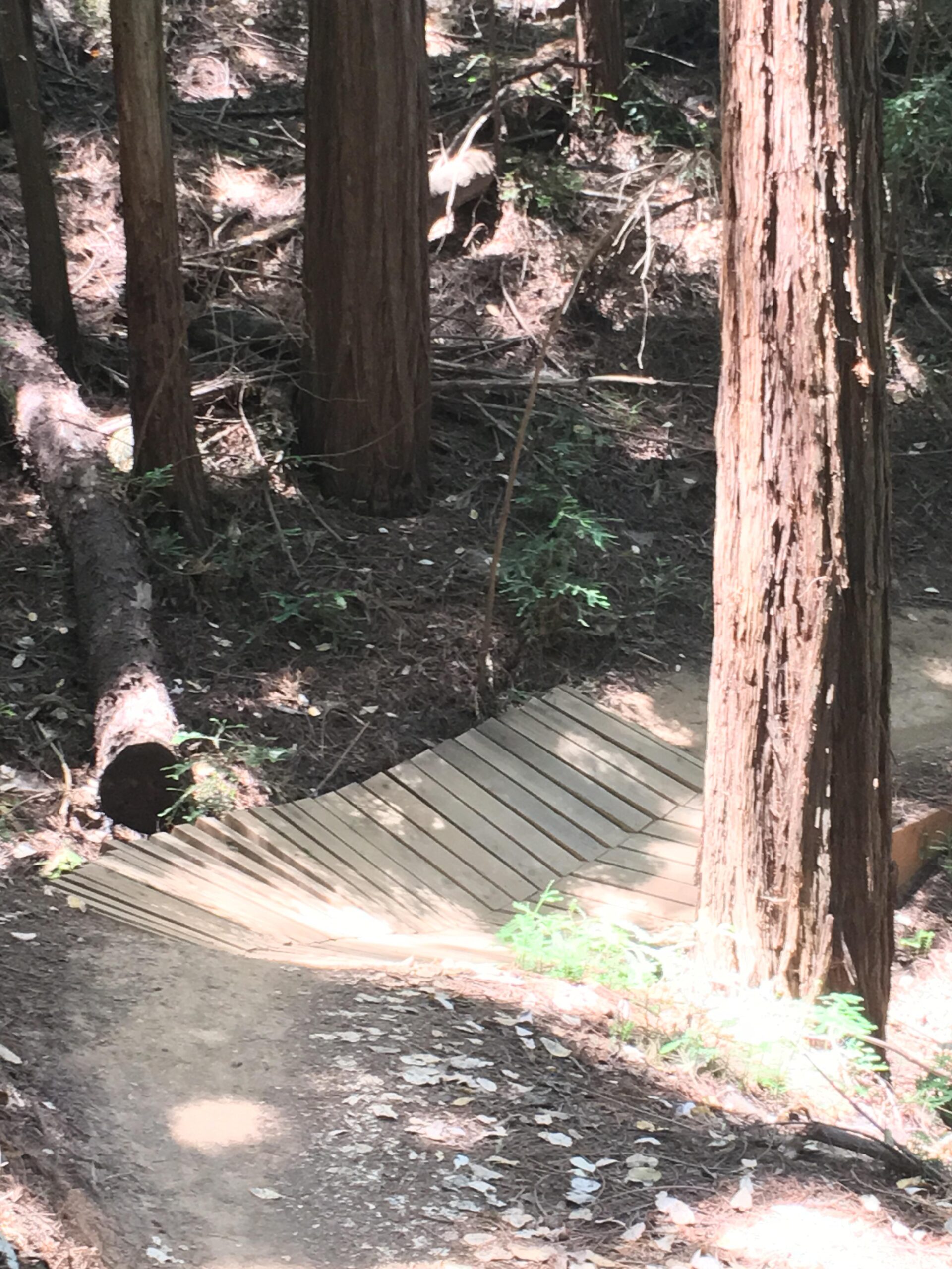 A wooden ramp leading down a dirt trail surrounded by tall trees and underbrush in a forested area, with dappled sunlight filtering through the leaves. Camp Tamarancho mountain bike trail.