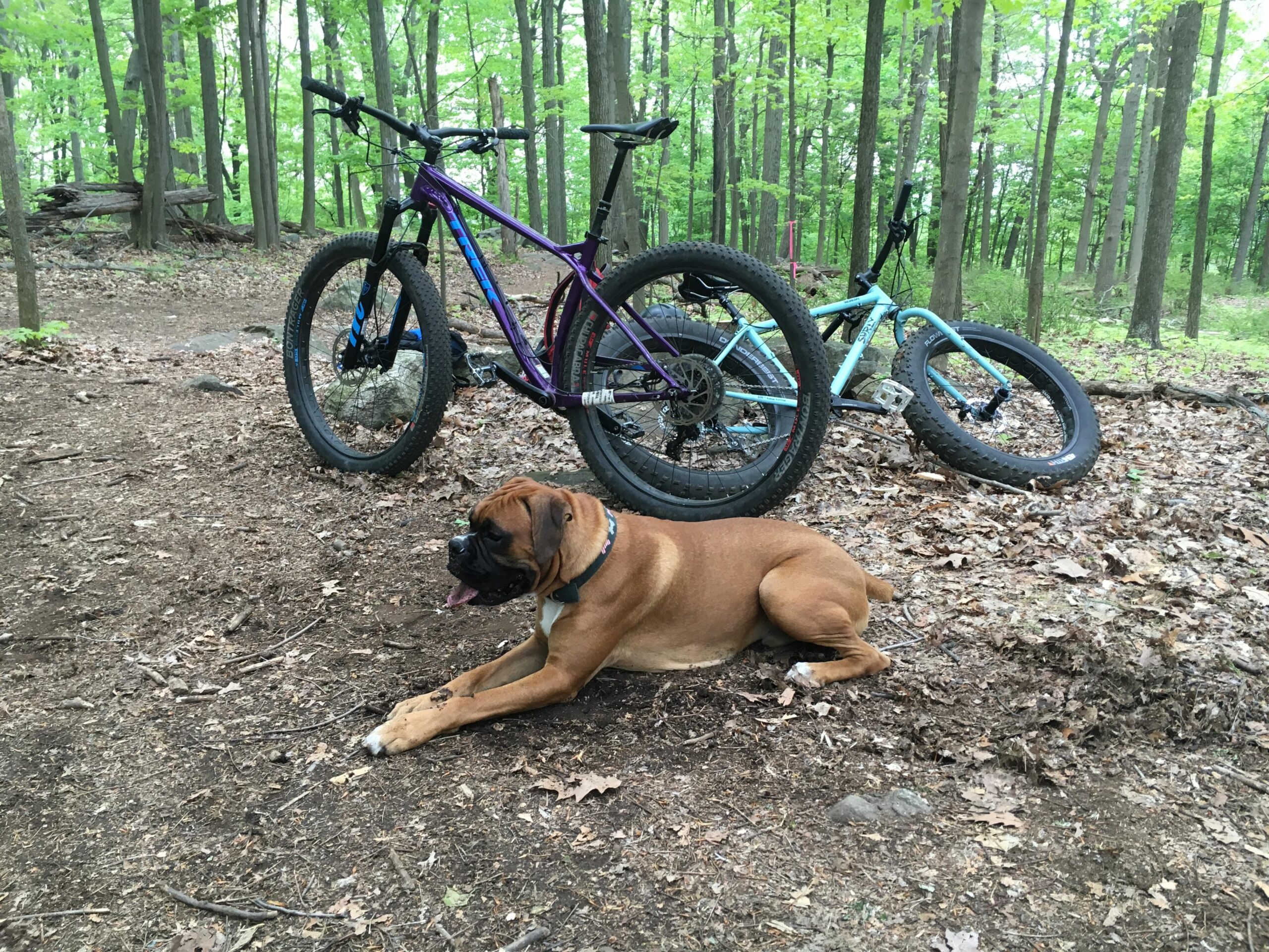 Trek Stache: A brown dog lying on the ground in a wooded area, with two bicycles resting nearby. The background features green trees and scattered leaves, suggesting a serene outdoor setting.