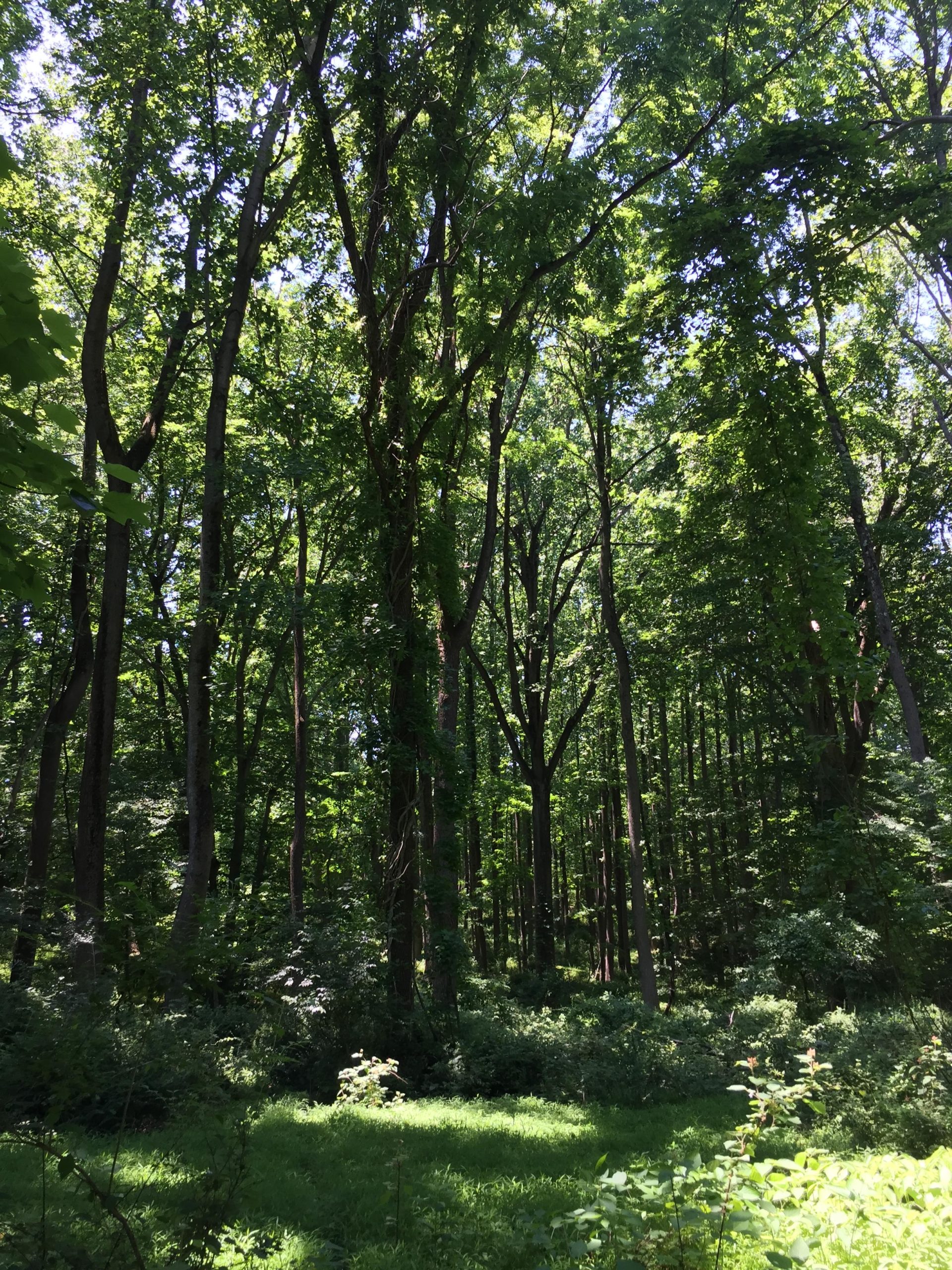 A lush green forest with tall trees basking in sunlight, creating a vibrant canopy. The ground is covered in grass and underbrush, while dappled light filters through the leaves, highlighting the natural beauty of the serene environment. Brandywine State Park mountain bike trail.