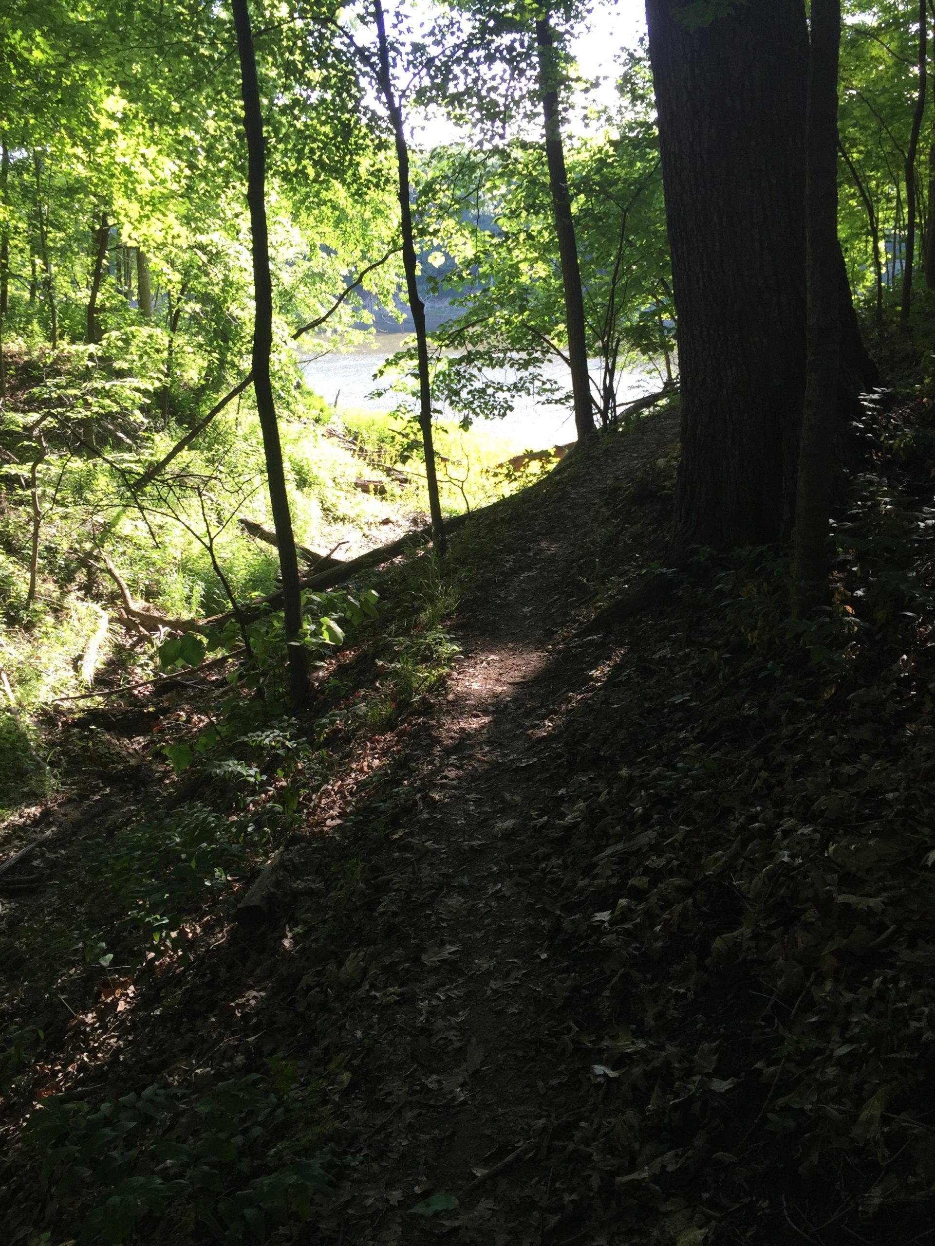 A narrow dirt path winding through a lush green forest, with bright sunlight filtering through the trees. The path leads toward a calm body of water visible in the background, surrounded by dense foliage and scattered leaves on the ground. Camp Camfield mountain bike trail.