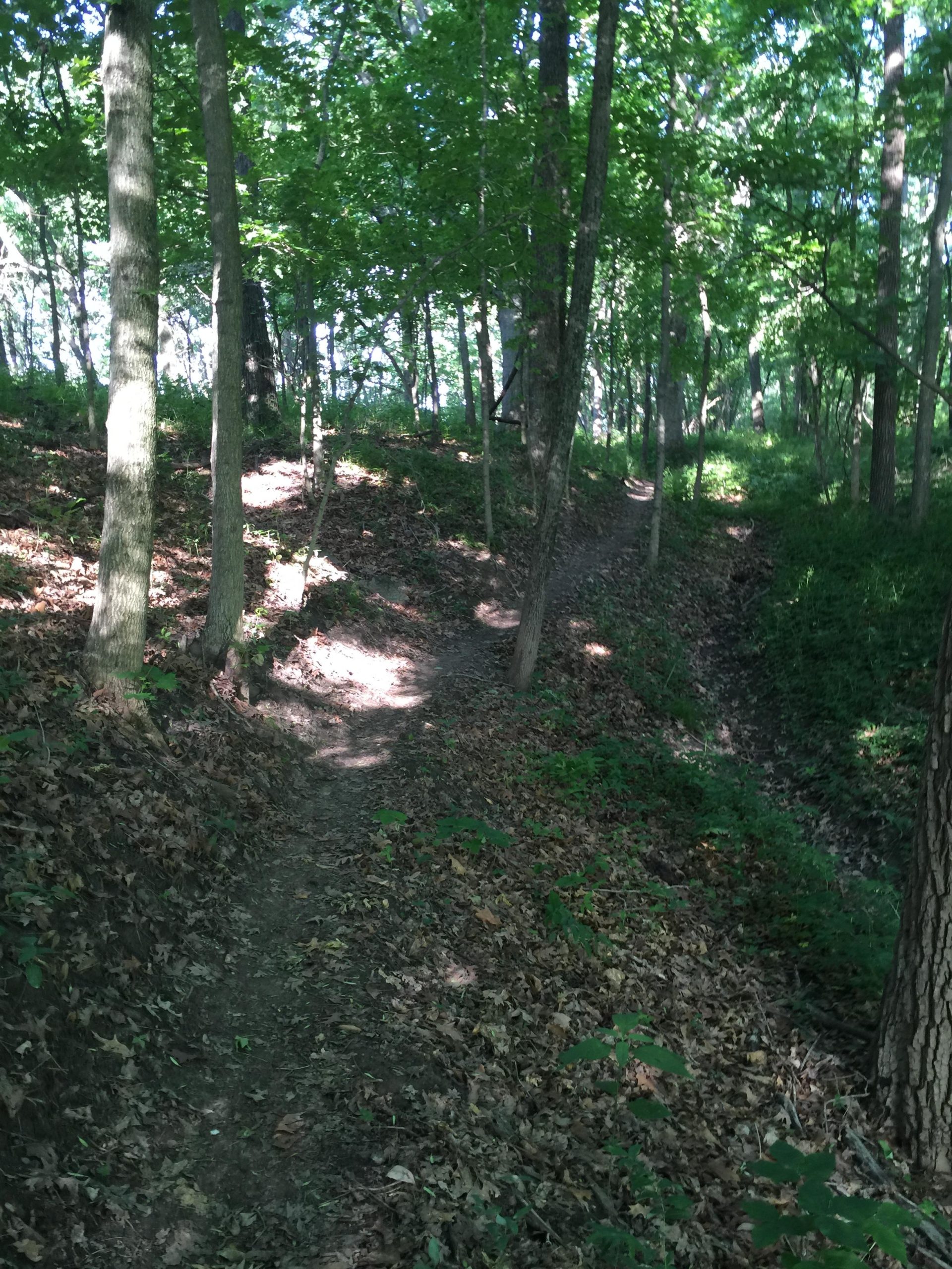 A sunlit woodland path winding through a forest, surrounded by tall trees and scattered leaves on the ground. The scene captures a peaceful, natural setting with dappled light filtering through the greenery. Camp Camfield mountain bike trail.
