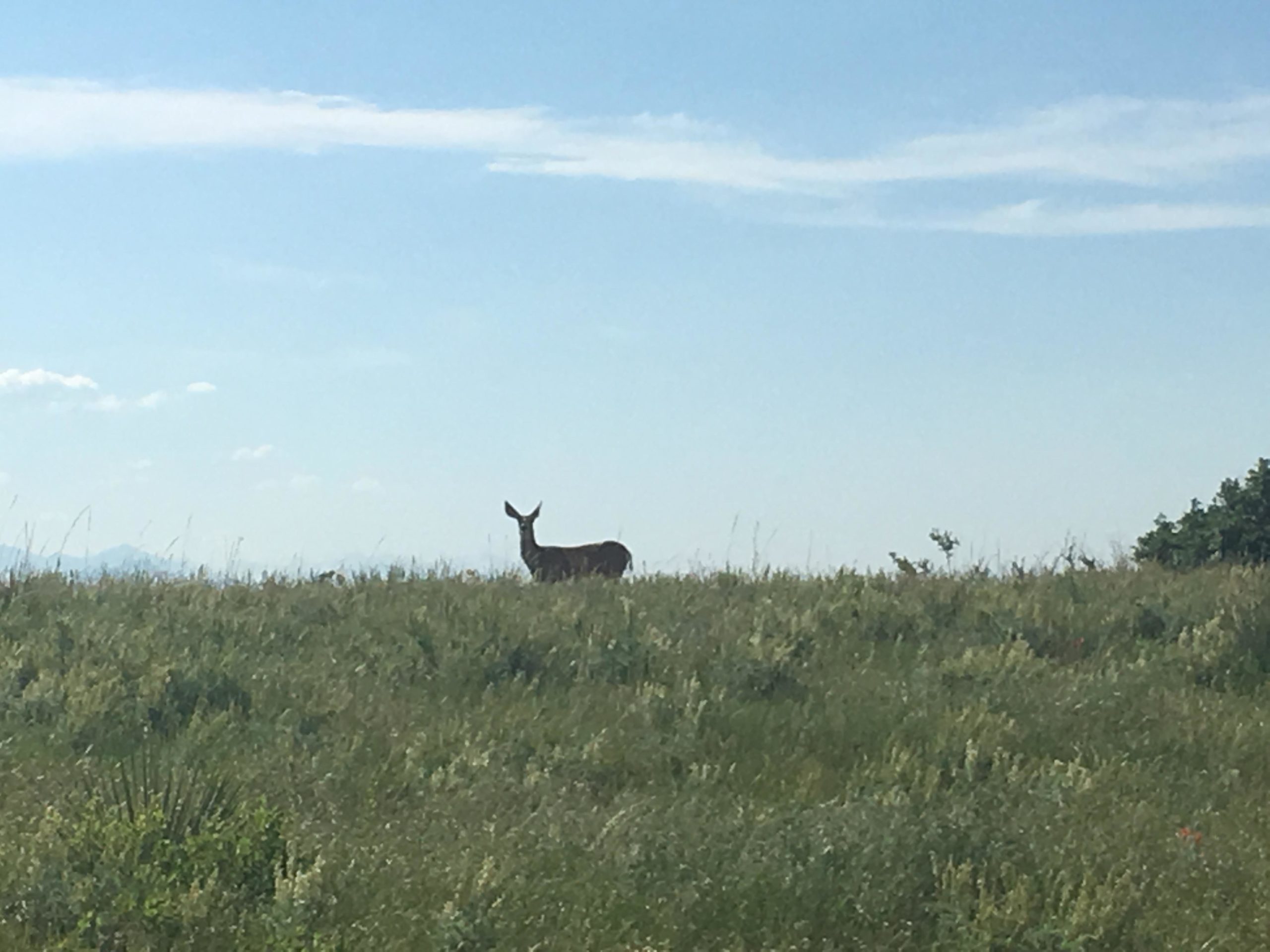 A lone deer stands in a grassy field under a clear blue sky, with distant mountains visible in the background. The sunlight casts a soft glow on the landscape, highlighting the lush greenery surrounding the animal. Ridgeline Open Space Trail mountain bike trail.