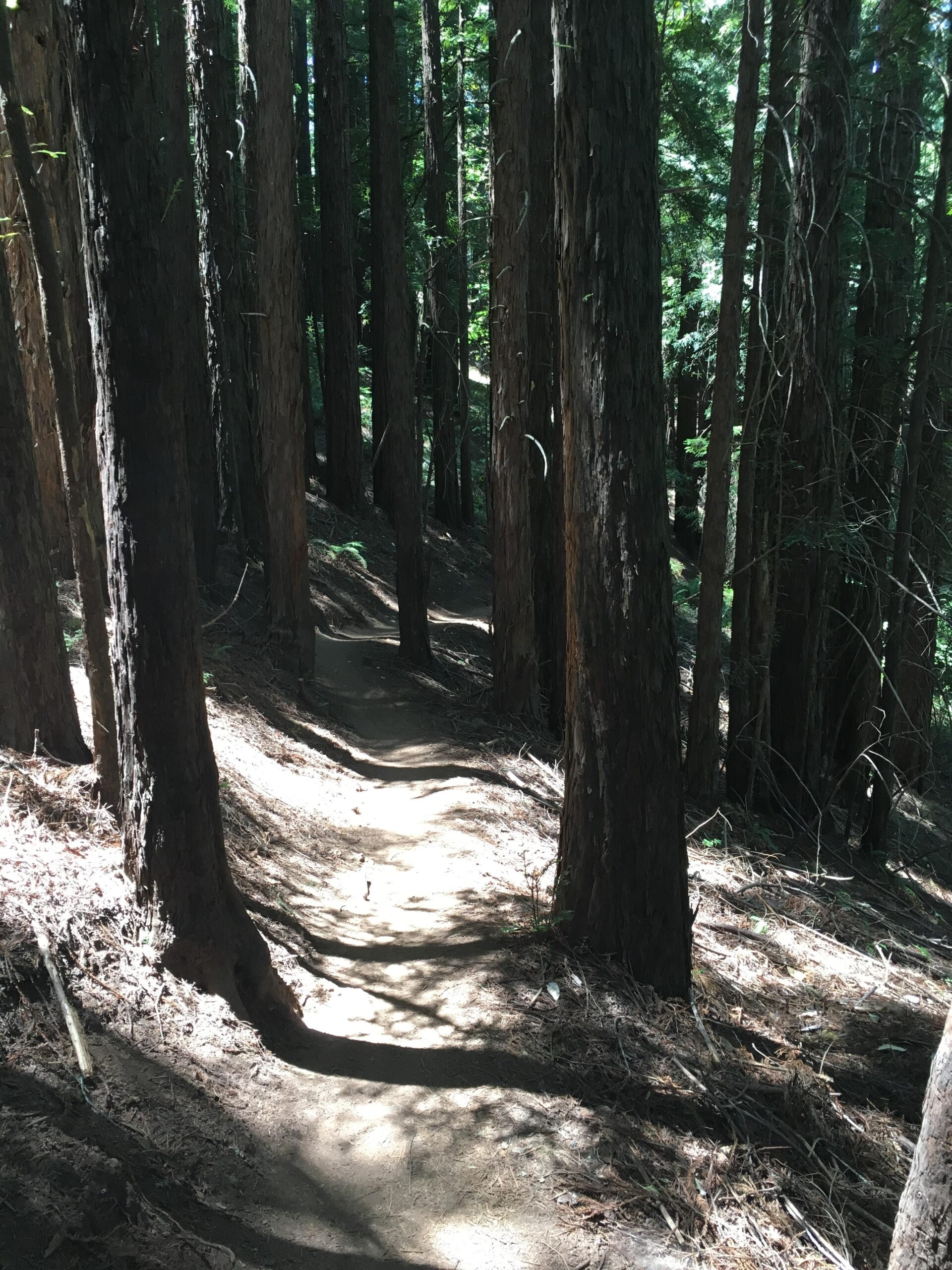 A winding dirt path through a sunlit forest, surrounded by tall trees. The ground is covered with dried leaves and pine needles, creating a natural trail that leads deeper into the woods. The light filters through the canopy, casting gentle shadows on the path. Camp Tamarancho mountain bike trail.