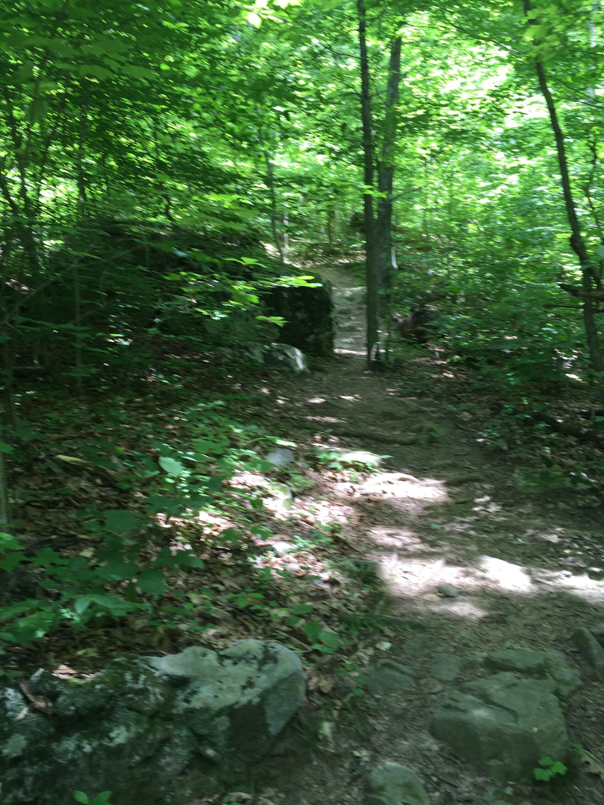 A wooded hiking trail surrounded by lush greenery, with sunlight filtering through the leaves. The path is lined with rocks and bordered by dense vegetation, creating a serene and inviting natural atmosphere. Kanawha State Forest Trails mountain bike trail.