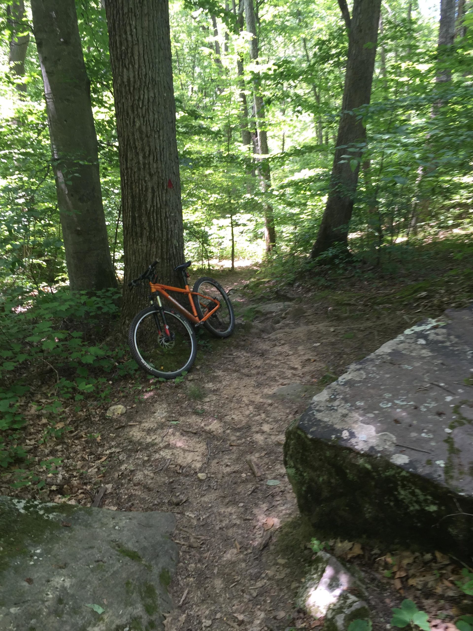 An orange mountain bike leans against a large tree on a dirt trail, surrounded by lush green foliage and rocky outcrops. Sunlight filters through the trees, illuminating the path ahead. Kanawha State Forest Trails mountain bike trail.