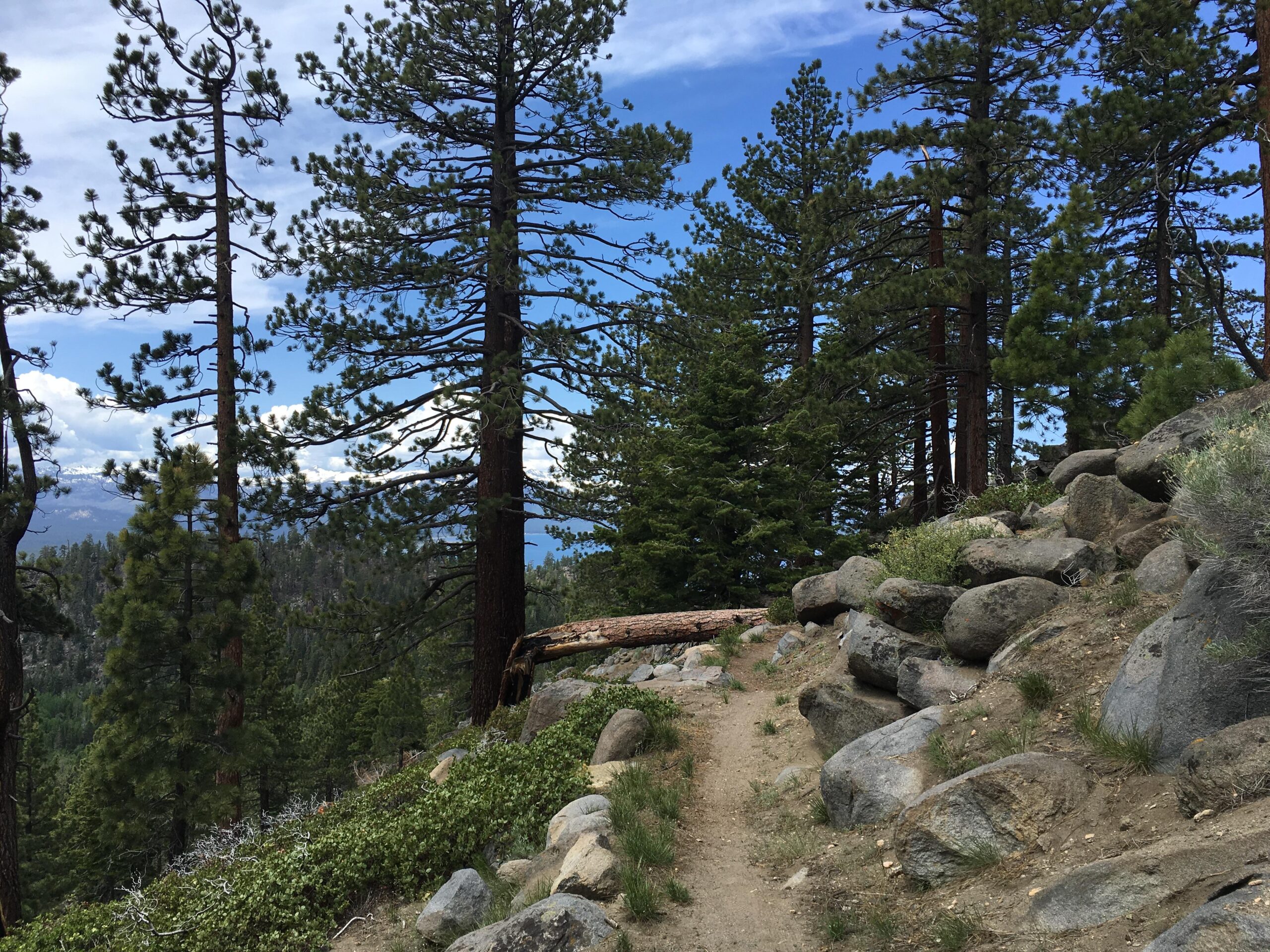 A winding dirt trail surrounded by tall pine trees and rocky terrain, set against a backdrop of blue sky with scattered clouds. The scene captures a serene forest environment, inviting exploration and connection with nature. Tahoe Rim Trail: Kingsbury to Van Sickle mountain bike trail.