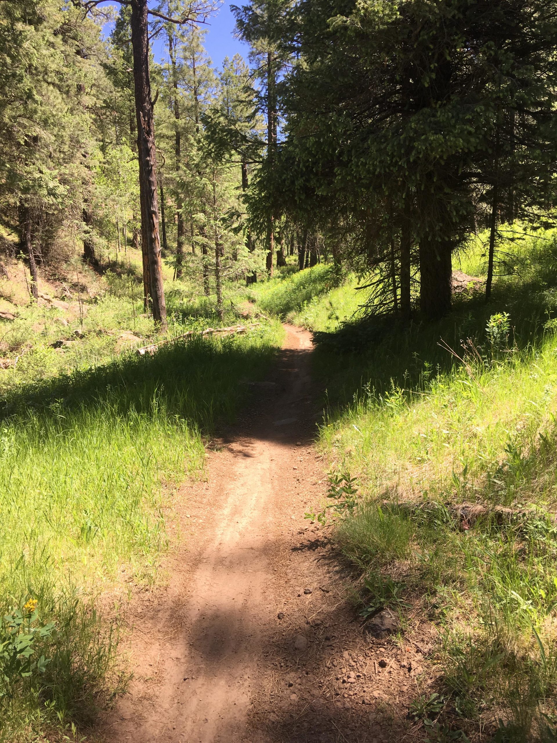 A dirt path winding through a sunlit forest, bordered by lush green grass and tall trees, under a clear blue sky. Schultz Creek mountain bike trail.