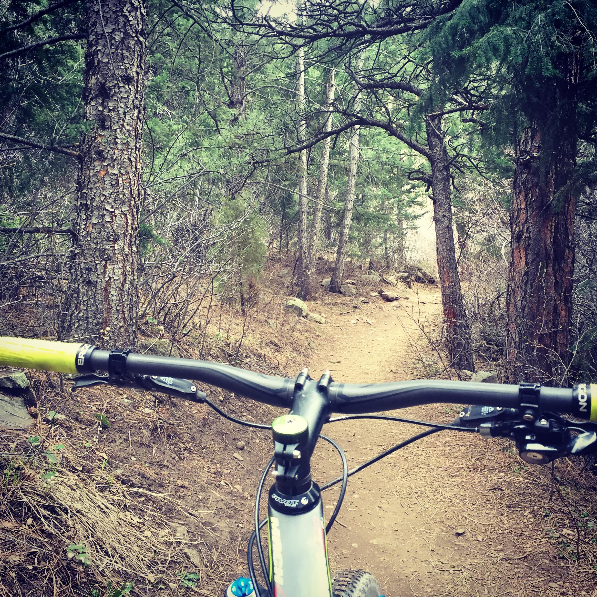Pivot Mach 429SL Carbon: A close-up view of a mountain bike's handlebars positioned over a dirt trail winding through a forest of tall pine trees, with scattered rocks and foliage. The scene captures the perspective of the cyclist about to embark on a ride through nature.