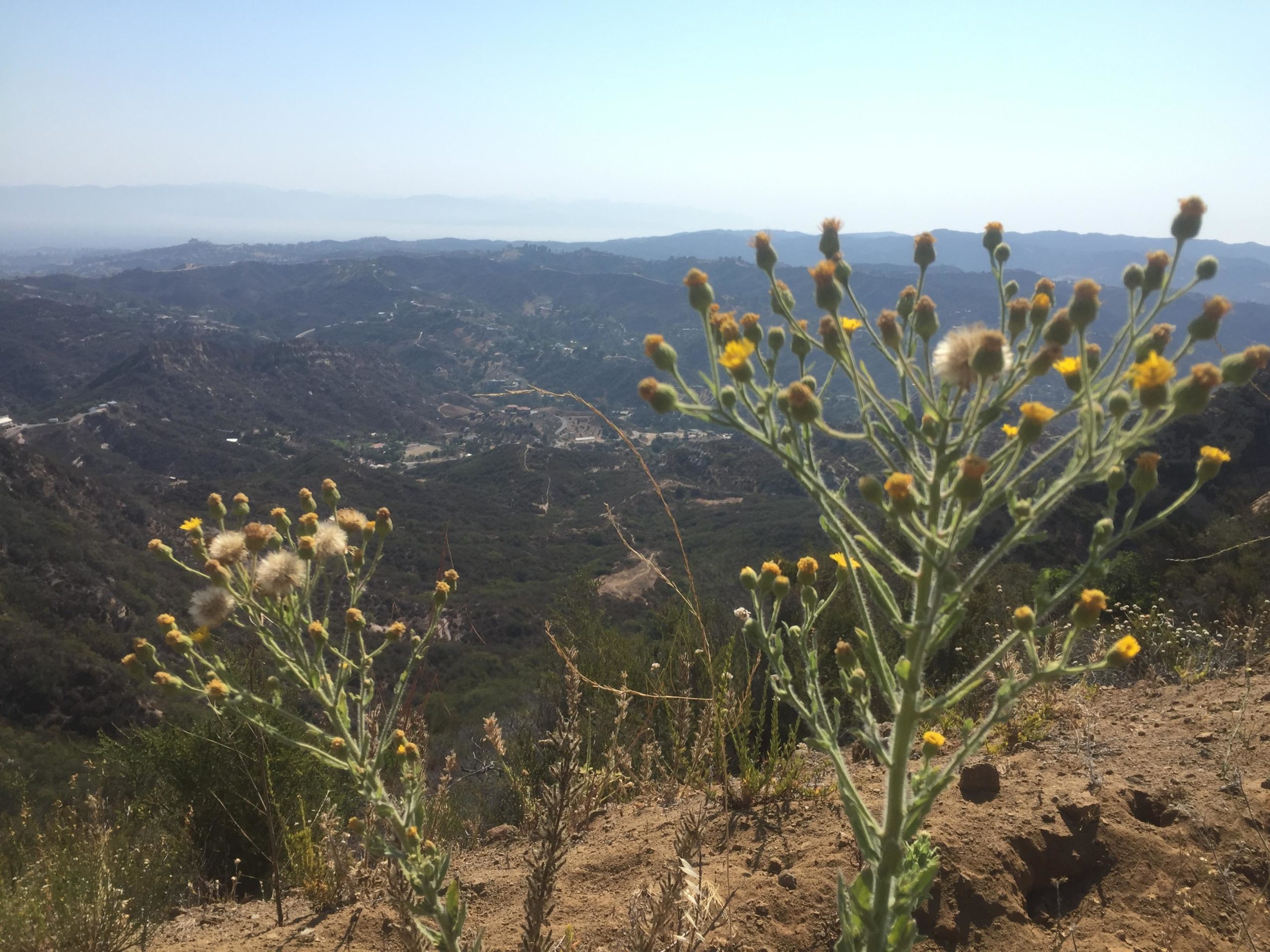 A view of rolling hills and mountains in the distance, with yellow wildflowers in the foreground. The landscape is bathed in sunlight under a clear blue sky, showcasing a serene, natural setting. Backbone Trail: Topanga State Park to Will Rogers State Park mountain bike trail.