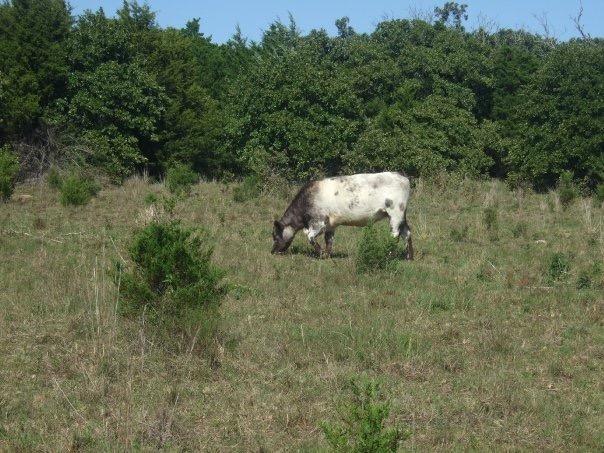 A cow grazing in a grassy field with scattered shrubs, surrounded by green trees under a clear blue sky. McMurtry Trail mountain bike trail.
