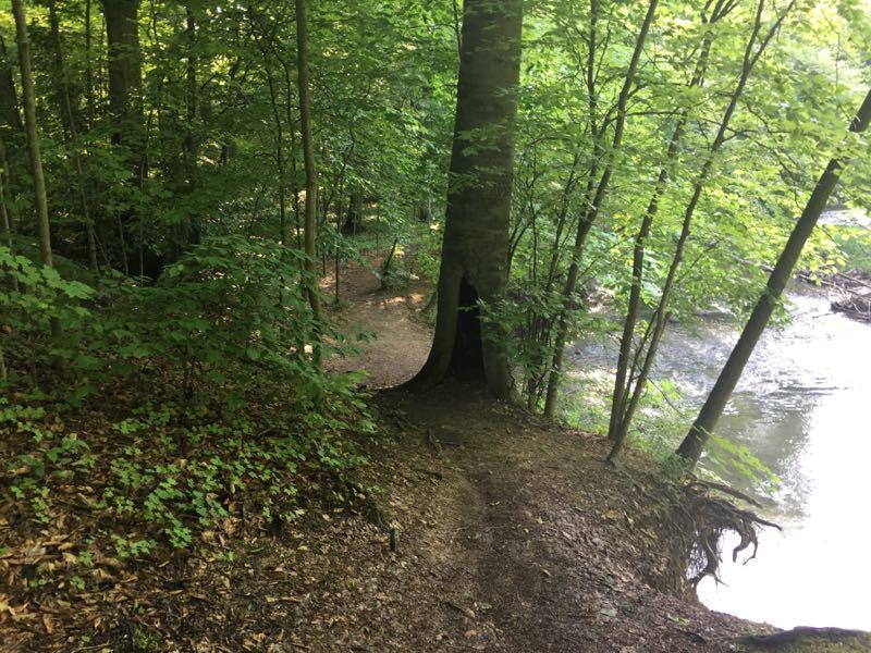 A serene forest scene featuring a path meandering through lush green foliage, with a large tree partially hollowed at its base. A gentle stream can be seen flowing nearby, adding to the tranquil atmosphere. The sunlight filters through the leaves, casting dappled light on the ground. Ken-O-Sha Trail mountain bike trail.