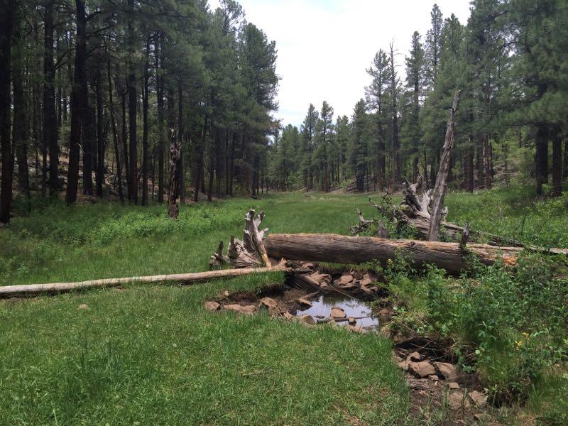 A serene forest landscape featuring tall green trees, a grassy meadow, and fallen logs. A small stream with clear water runs through the scene, surrounded by lush vegetation. The atmosphere is peaceful and inviting, under a partly cloudy sky. Springs Trail #633 mountain bike trail.