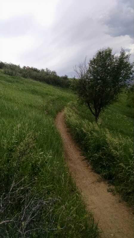 A winding dirt path through lush green grass, flanked by small bushes and a solitary tree on the right, under a cloudy sky. Bear Creek Lake Park mountain bike trail.