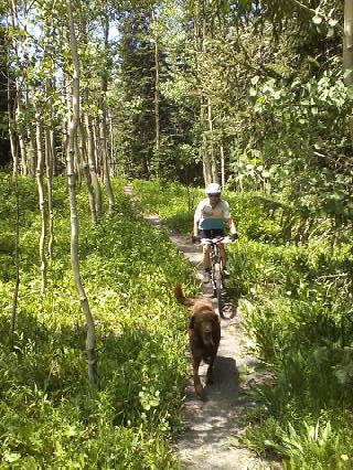 Santa Cruz Blur: A person riding a bicycle on a narrow path through a green forest, accompanied by a brown dog walking alongside. The scene is filled with tall trees and lush foliage, suggesting a sunny day outdoors.