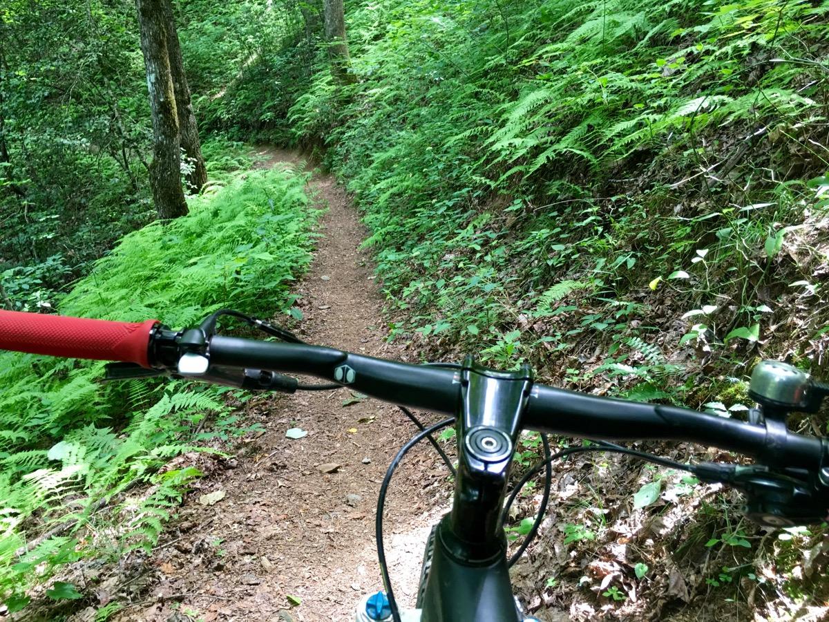 Photo of a mountain bike handlebar in a lush green forest, showcasing a winding dirt trail surrounded by ferns and trees. Pinhoti Trail: P3 mountain bike trail.