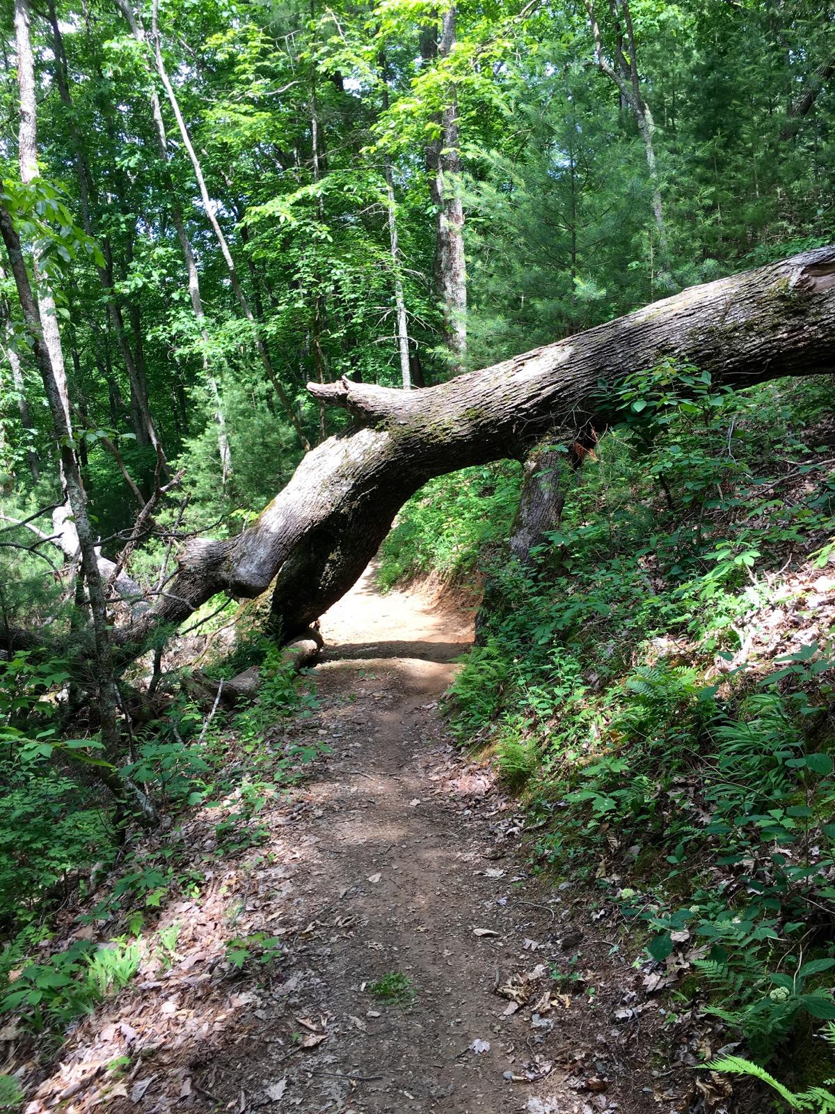 A winding dirt path through a lush green forest, featuring a large fallen tree that partially obstructs the trail. Surrounding vegetation includes various plants and ferns, with tall trees lining both sides of the path under a bright blue sky. Pinhoti Trail: P3 mountain bike trail.