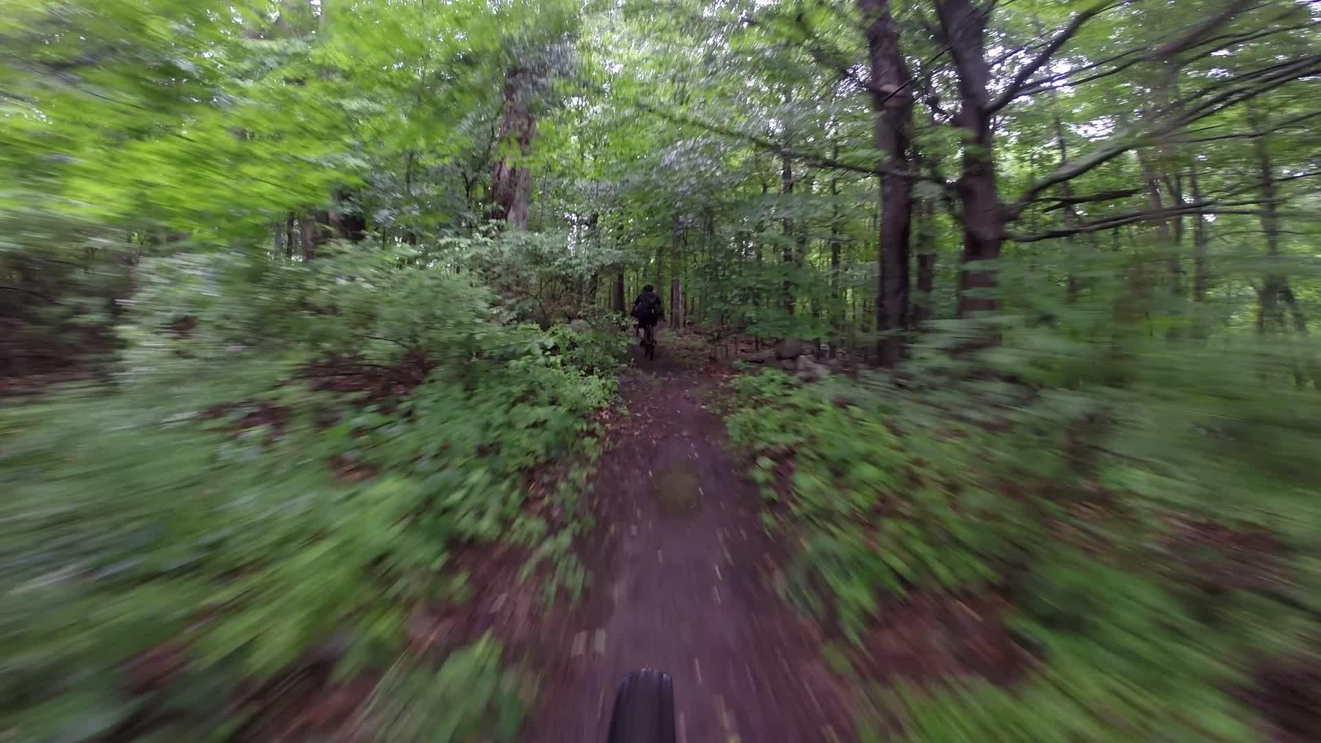 A blurred view of a mountain biker navigating a narrow dirt trail through a lush green forest, with tall trees and dense foliage surrounding the path. The image conveys a sense of speed and adventure in a natural setting. Stewart State Forest mountain bike trail.