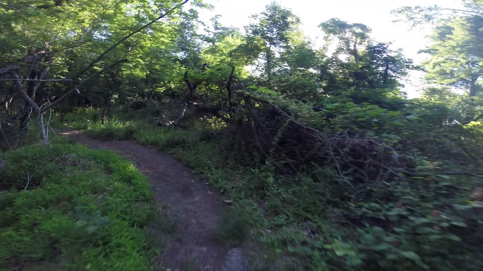 A winding dirt path surrounded by lush green foliage and trees in a sunny forest. The scene captures a serene and natural environment, inviting exploration. Washington Valley mountain bike trail.