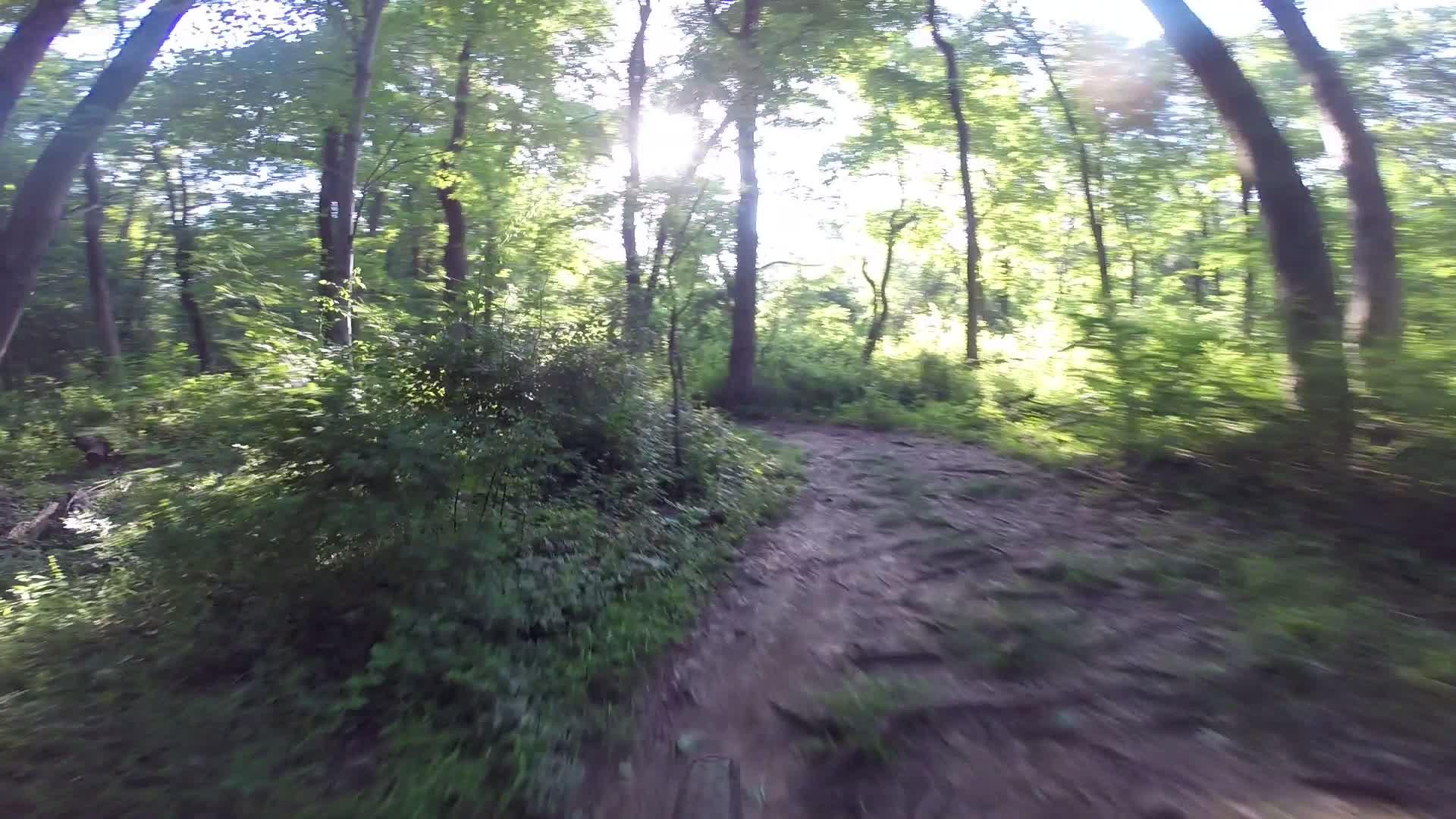 A sunlit forest path winding through lush greenery, with tall trees and vibrant foliage on either side, creating a peaceful, natural setting. Washington Valley mountain bike trail.