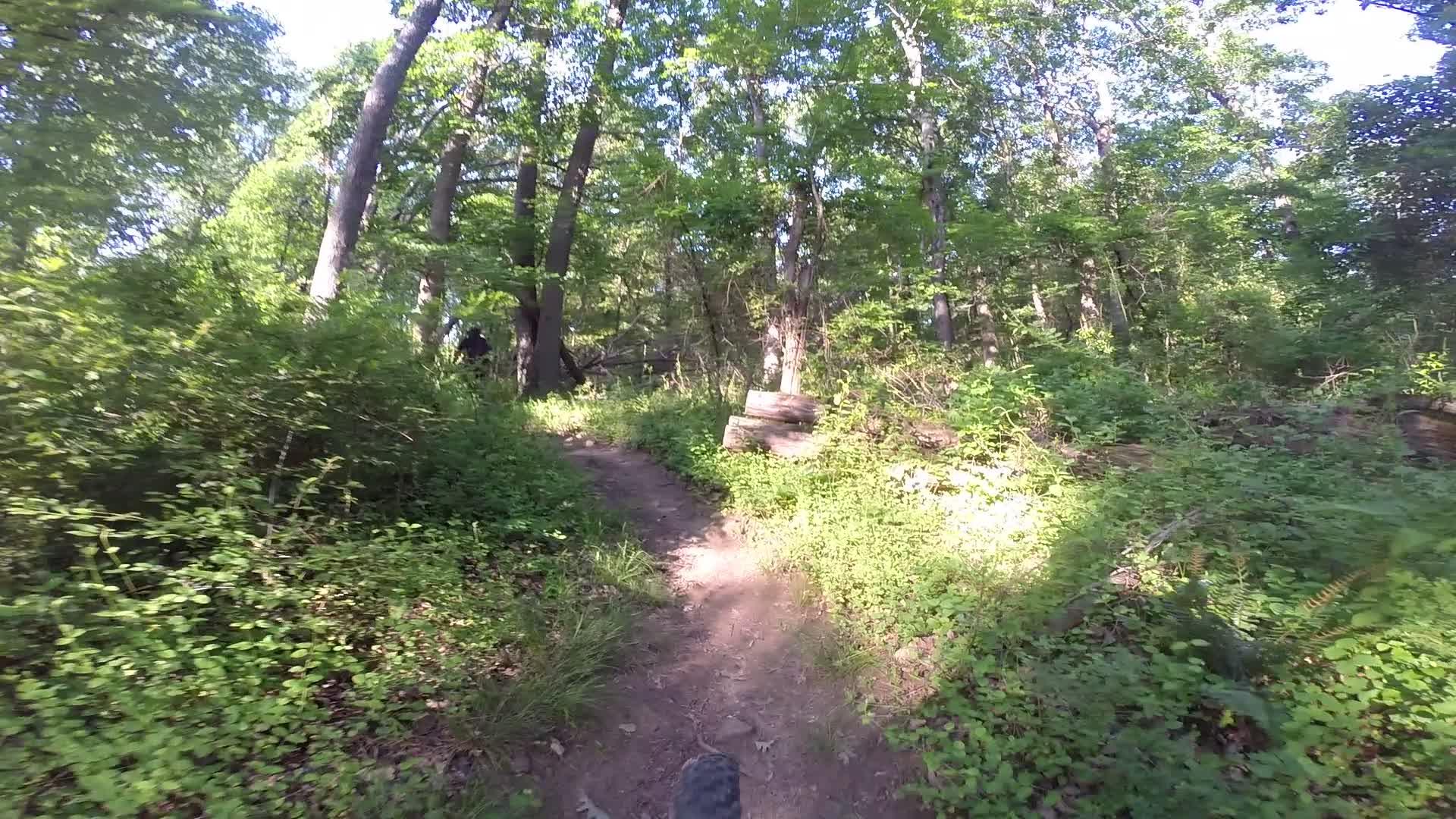 A dirt path winding through a lush, green forest, surrounded by tall trees and dense underbrush, with patches of sunlight filtering through the foliage. Washington Valley mountain bike trail.