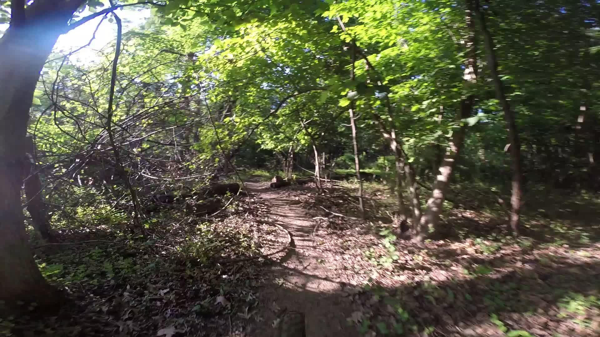 A winding dirt path through a lush green forest, surrounded by trees and underbrush, with sunlight filtering through the leaves. Washington Valley mountain bike trail.