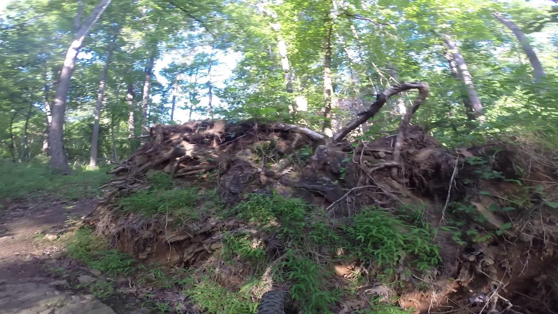 A sunlit forest scene featuring the exposed roots of a large tree on a hillside. Surrounding the roots are lush green foliage, ferns, and young trees, with dappled sunlight filtering through the canopy above. The forest floor is a mixture of dirt and leaves, indicating a natural environment. Washington Valley mountain bike trail.