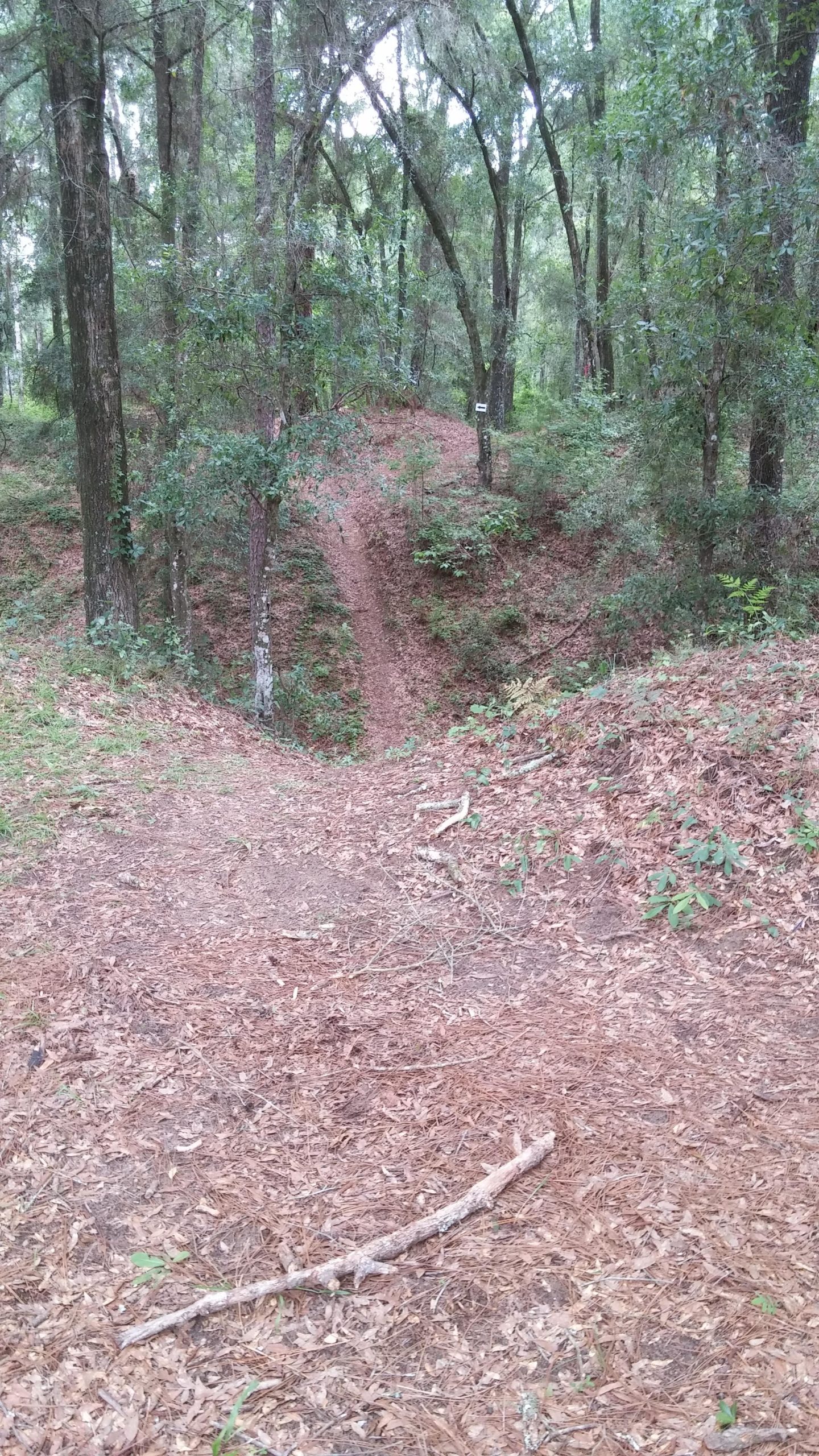 A dirt pathway winding through a lush forest, surrounded by tall trees and scattered leaves on the ground, leading to a slight incline in the distance. Withlacoochee State Forest: Croom Section mountain bike trail.