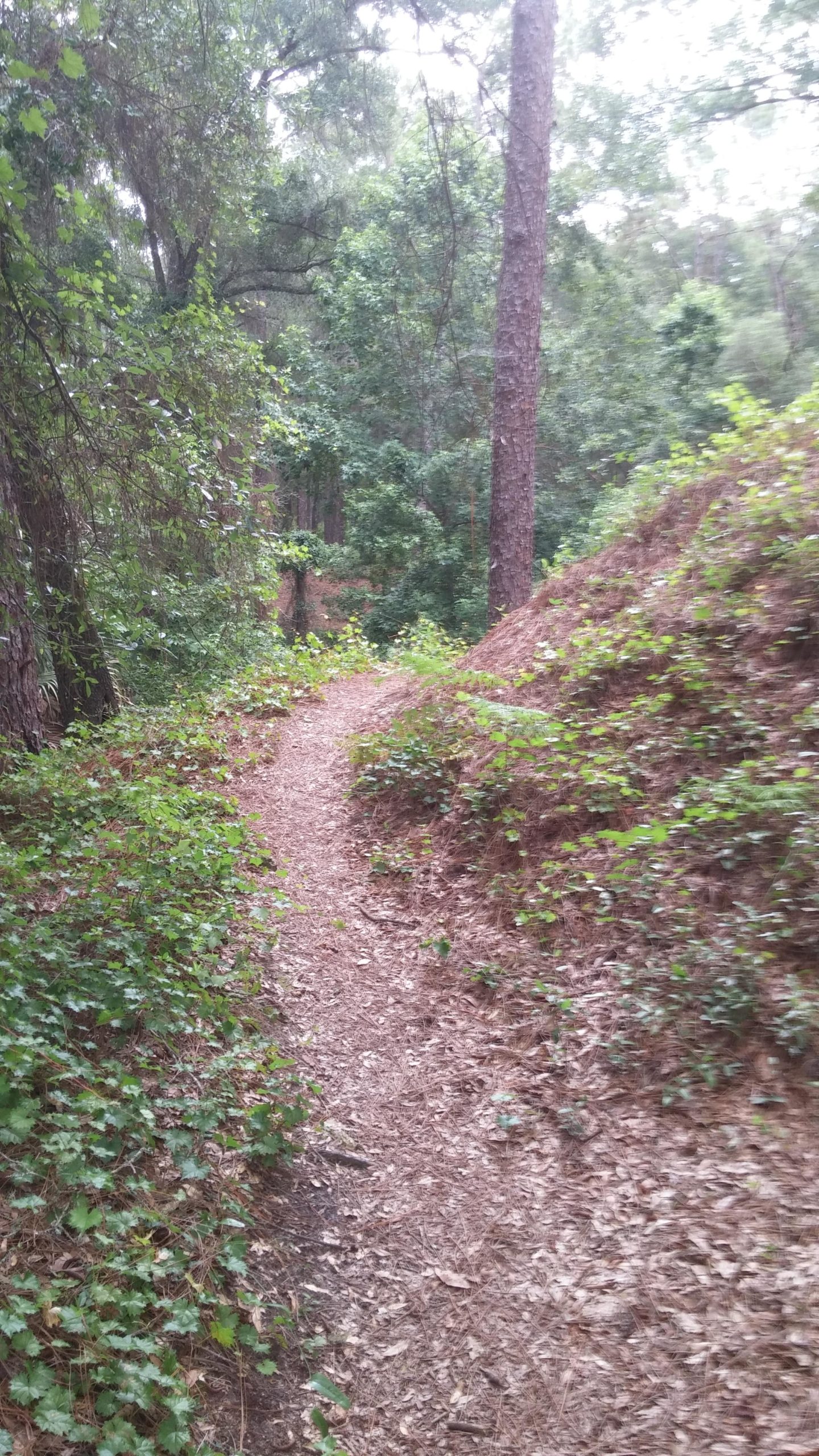 A winding dirt path through a dense wooded area, bordered by green foliage and trees, with a soft layer of fallen leaves on the ground. The scene conveys a serene and natural environment, inviting exploration. Withlacoochee State Forest: Croom Section mountain bike trail.