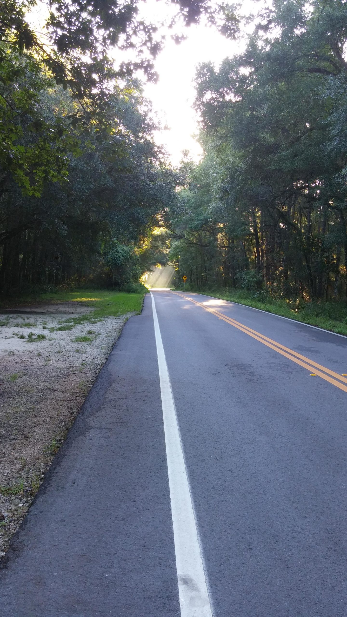 A winding road extending into a wooded area, with sunlight filtering through the trees. The road features a white center line and is bordered by green grass and foliage. On the left side of the image, there is a gravelly area. The scene conveys a tranquil and natural setting. Withlacoochee State Forest: Croom Section mountain bike trail.