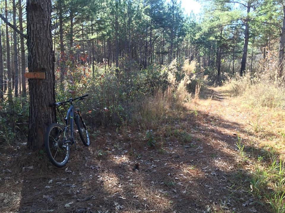 A mountain bike leaning against a tree in a forested area, with a dirt path visible in the background. Sunlight filters through the tall pine trees, illuminating the surrounding foliage and undergrowth. A wooden sign on the tree can be seen, indicating the trail number. Sylaward mountain bike trail.