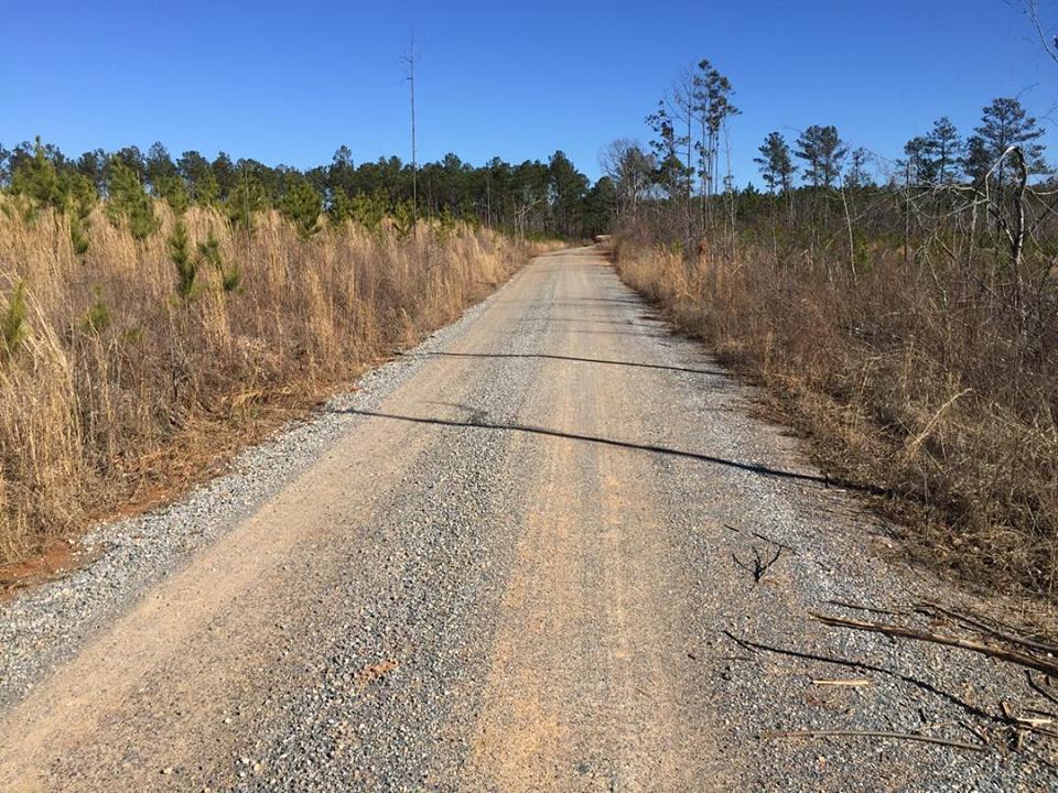 A gravel road stretches into the distance, bordered by tall grasses and sparse tree growth on either side. The sky is clear and blue, indicating a sunny day in a rural or forested area. Sylaward mountain bike trail.
