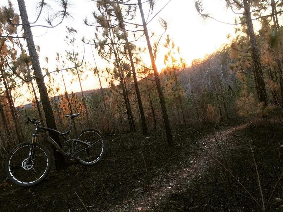 A mountain bike leaning against a tree in a pine forest during sunset, with partially burnt foliage and a dirt trail visible in the background. Sylaward mountain bike trail.
