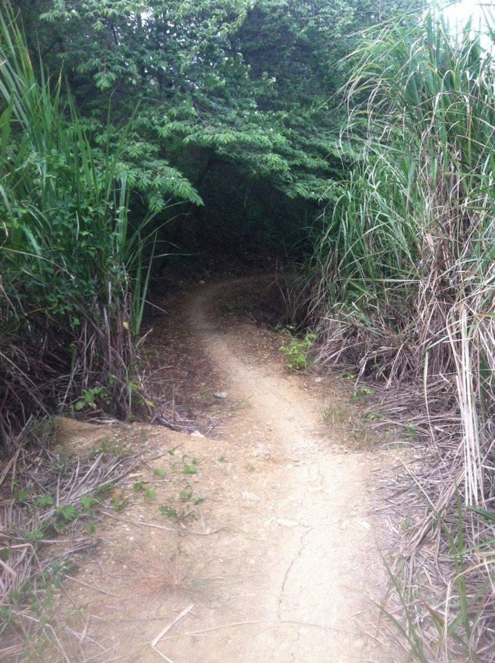 A narrow, winding dirt path leads into a dense area of greenery, flanked by tall grass and bushes. The surrounding foliage is lush and thick, creating a shaded entrance to a natural setting. Monte Realengo mountain bike trail.