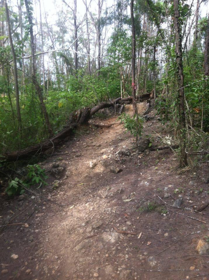 A narrow dirt trail winding through a dense forest, with patches of exposed rocks and fallen trees. The path is surrounded by lush green vegetation and tall trees, some of which appear to be bare. A hint of sunlight can be seen filtering through the tree canopy above. Monte Realengo mountain bike trail.