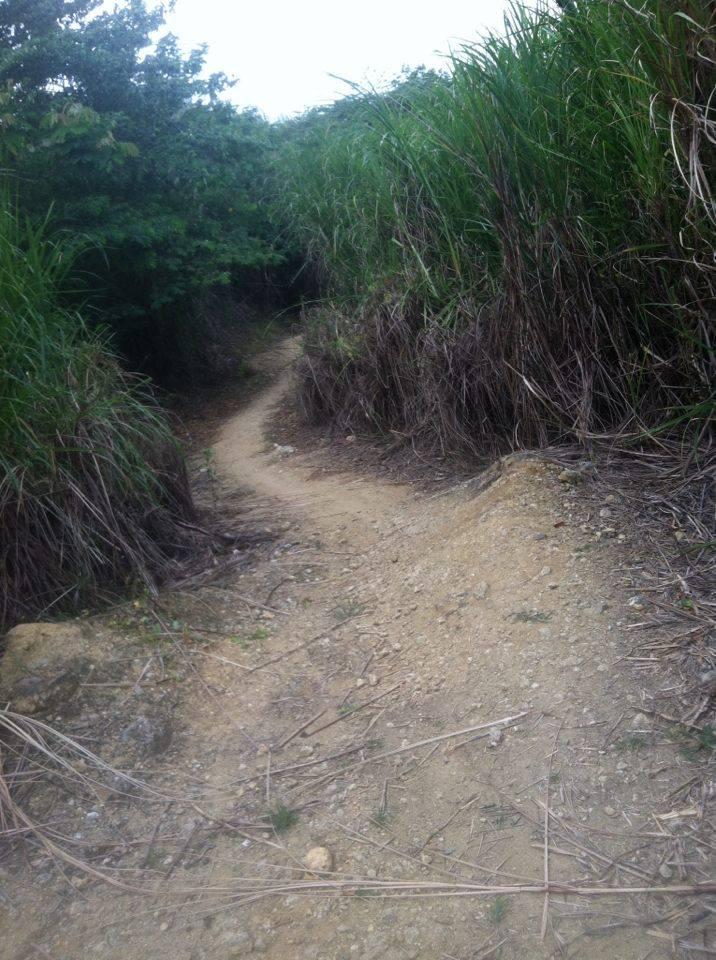 Winding dirt path surrounded by tall grass and foliage, leading through a natural landscape. Monte Realengo mountain bike trail.
