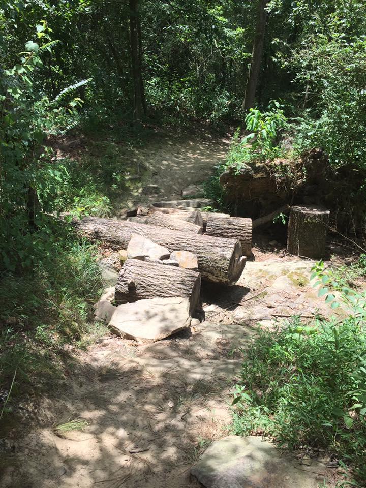 A wooded path features several fallen logs and rocks, surrounded by lush green vegetation and trees. The scene is bright and sunny, suggesting a natural and serene environment. Duck River mountain bike trail.