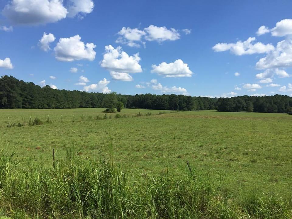 A wide-open field under a bright blue sky dotted with white clouds. In the background, a line of green trees borders the far side of the field, with tall grasses and shrubs in the foreground. The scene conveys a sense of peaceful rural landscape. Sylaward mountain bike trail.