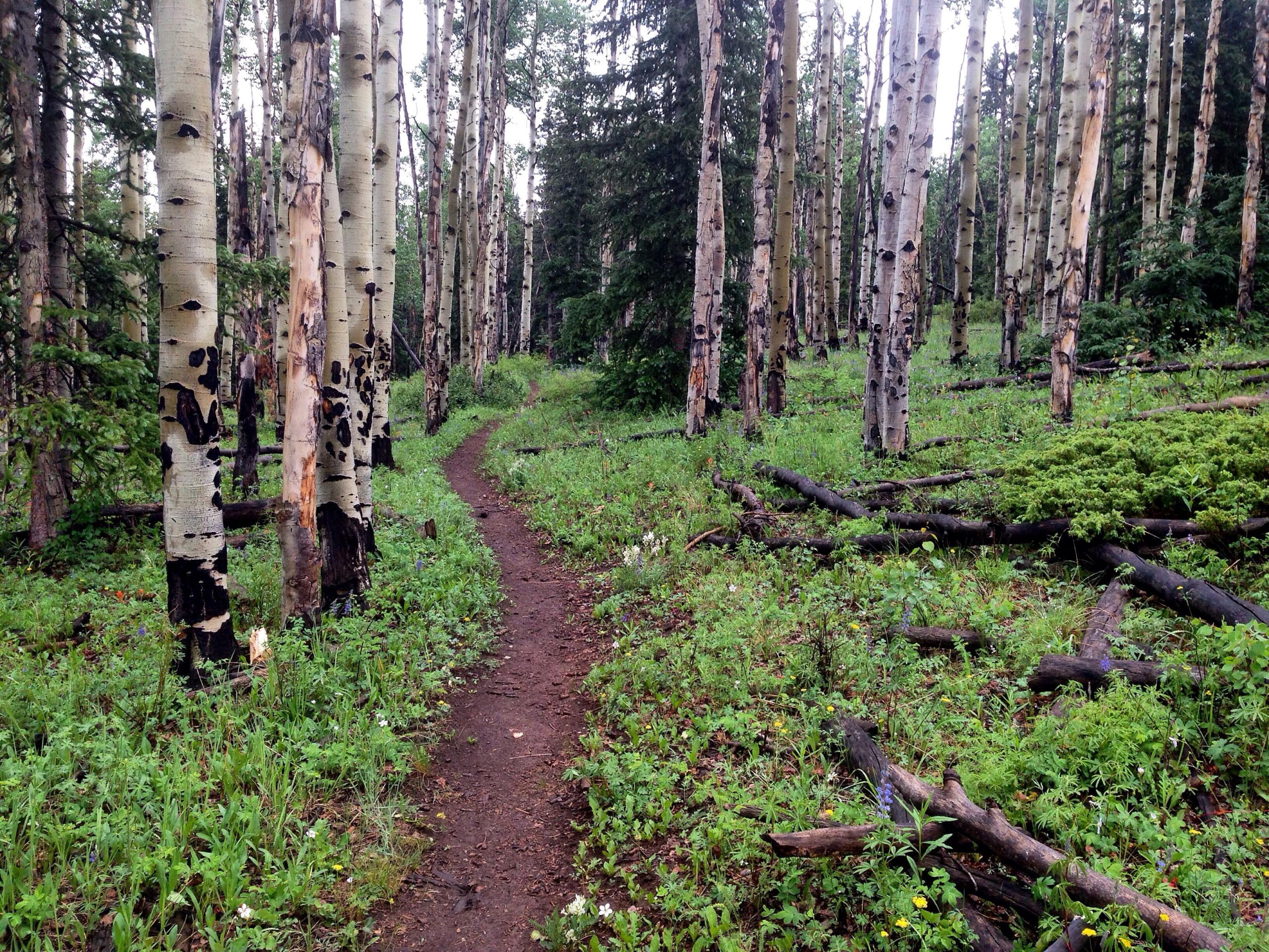 A winding dirt path through a forest of tall aspen trees, surrounded by lush green grass and scattered wildflowers. Some fallen logs and branches are visible on the forest floor, creating a peaceful and natural landscape. Soft, diffused light filters through the tree canopy. Tumble Creek mountain bike trail.
