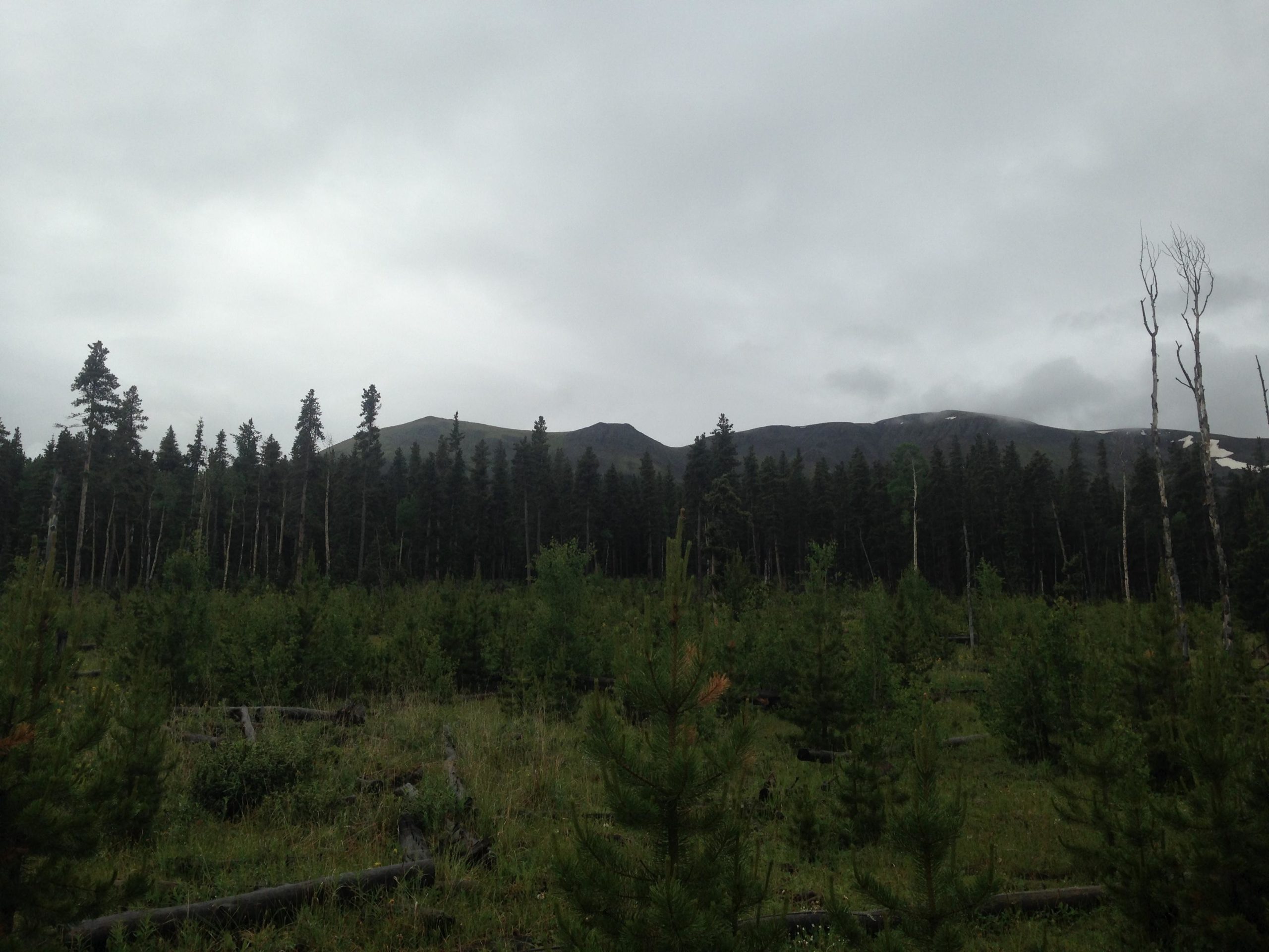 A misty landscape featuring a dense forest of tall pine trees in the foreground, with occasional dead trees and fallen logs. In the background, mountains with dark, cloudy skies above and hints of snow near the peaks. The scene conveys a serene yet moody woodland atmosphere. Salt Creek Trail mountain bike trail.