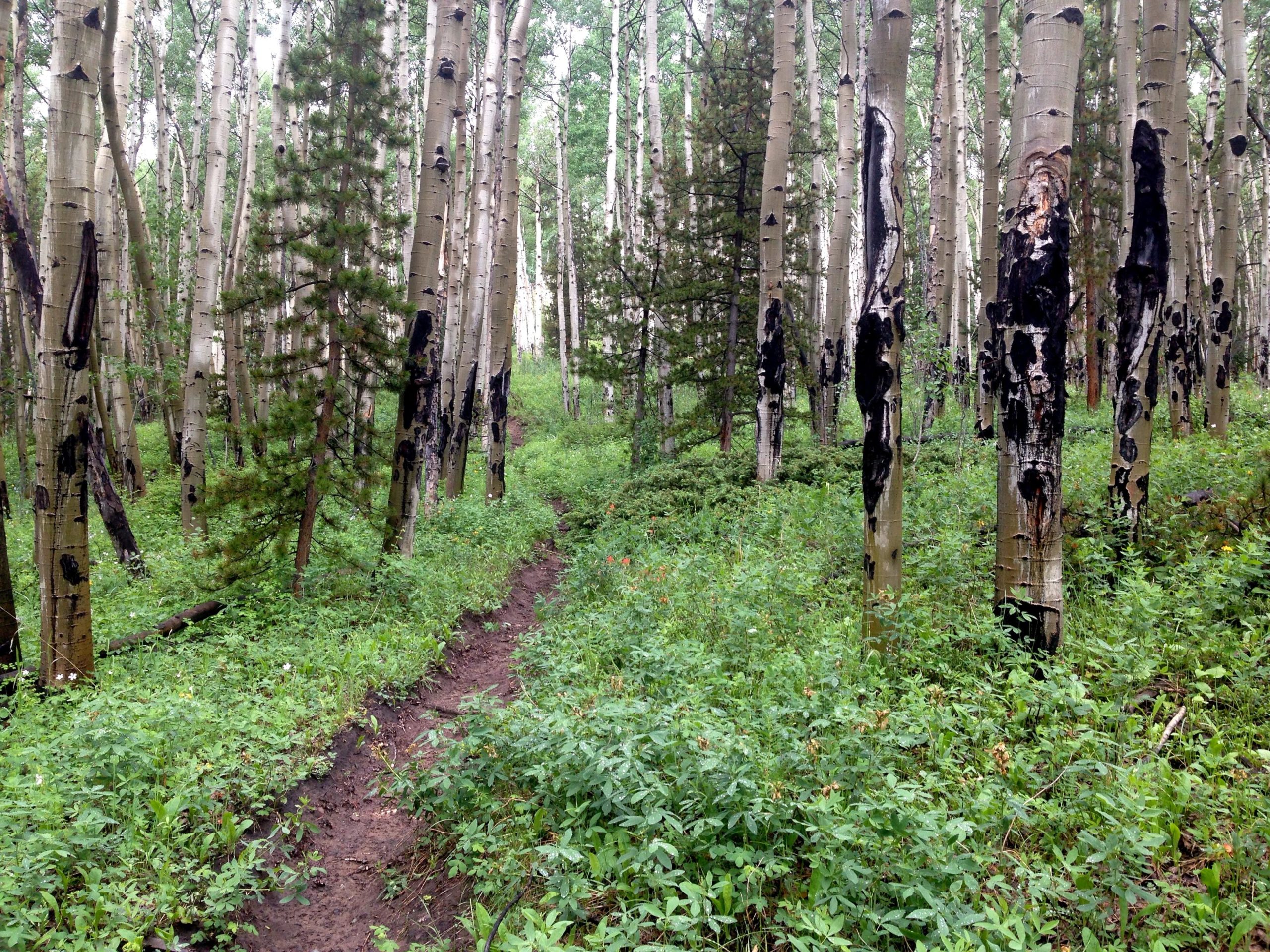 A peaceful forest scene featuring slender aspen trees with smooth, pale bark and some with blackened patches. A narrow dirt path winds through the underbrush, surrounded by lush greenery and small plants. The atmosphere is calm and serene, with dappled sunlight filtering through the leaves. Salt Creek Trail mountain bike trail.