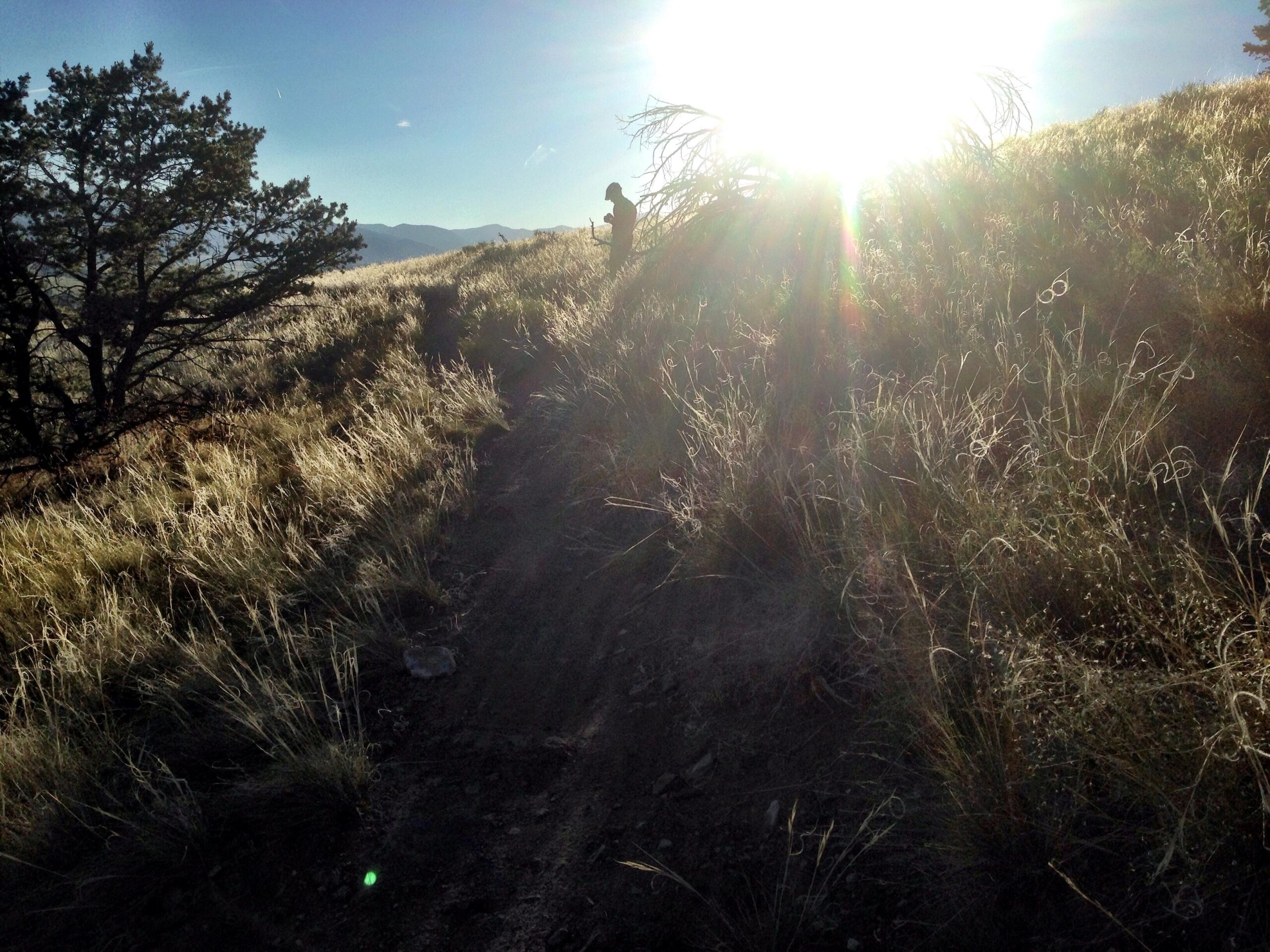 A sunlit landscape featuring a grassy hillside with a winding dirt path. A lone figure stands near a tree, silhouetted against the bright sun in the background. The scene captures the tranquility of nature during golden hour, highlighting the gentle curves of the terrain and the tall grasses. Arkansas Hills mountain bike trail.
