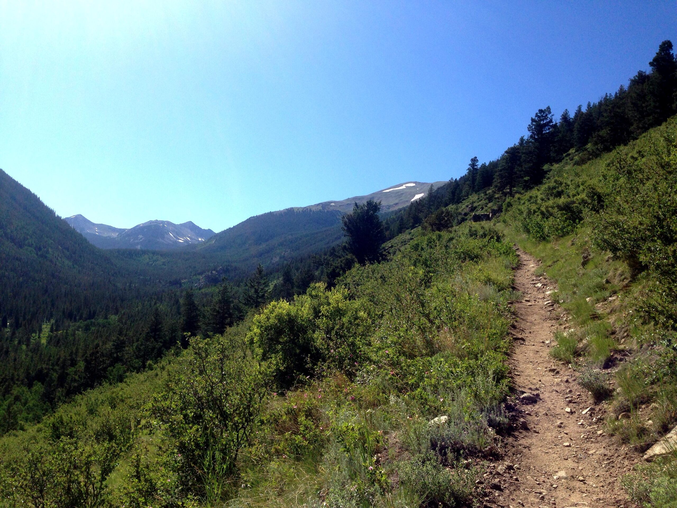 A dirt hiking path winds through lush greenery, flanked by bushes and trees, with majestic mountains in the background under a clear blue sky. Snow-capped peaks are visible in the distance, indicating a mountainous terrain. Colorado Trail: North Cottonwood to Harvard Lakes mountain bike trail.