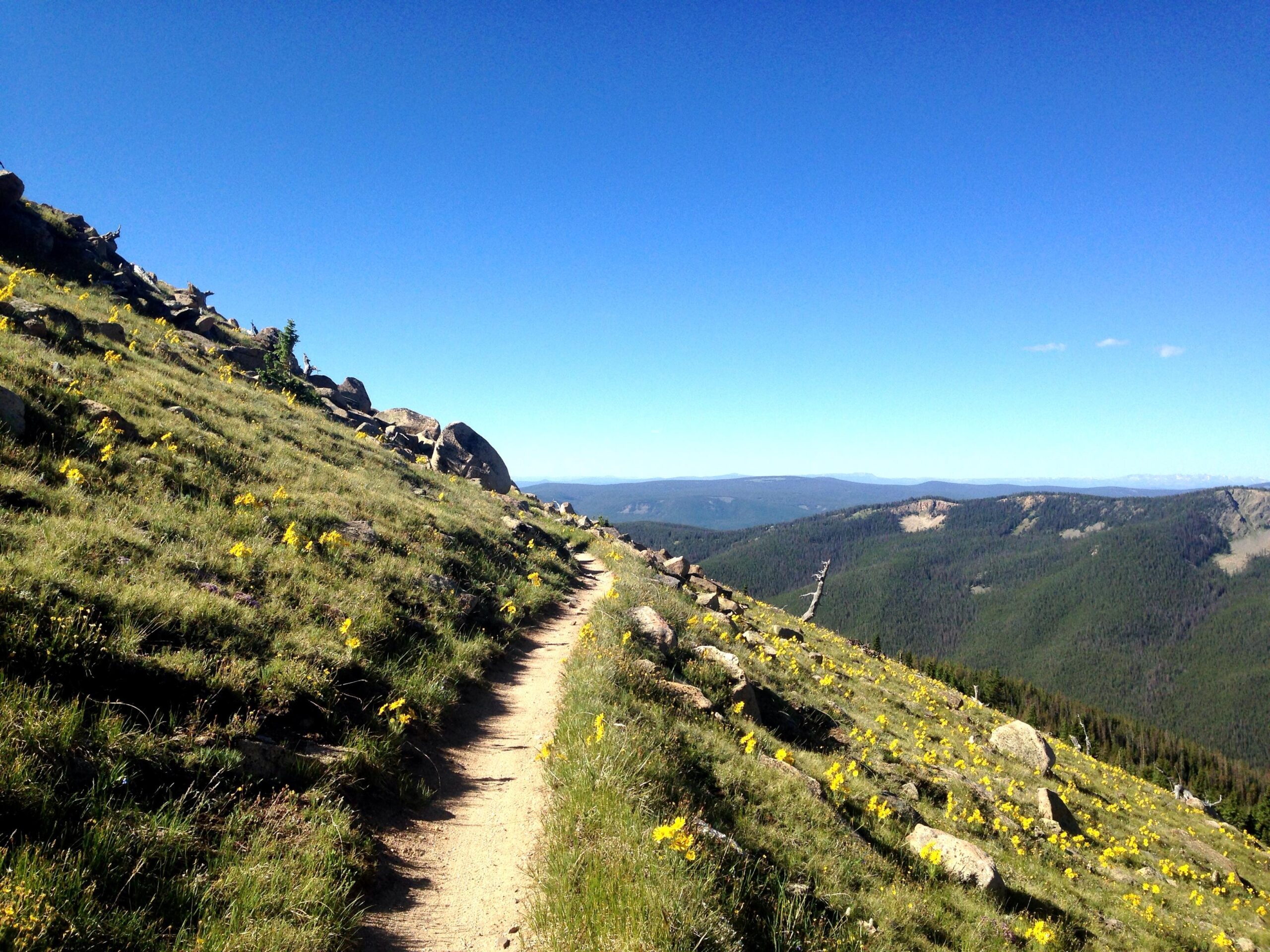 A winding dirt trail meanders through a sunny, grassy hillside dotted with yellow wildflowers and scattered rocks, overlooking a vast landscape of rolling hills and forests under a clear blue sky. Monarch Crest Trail mountain bike trail.