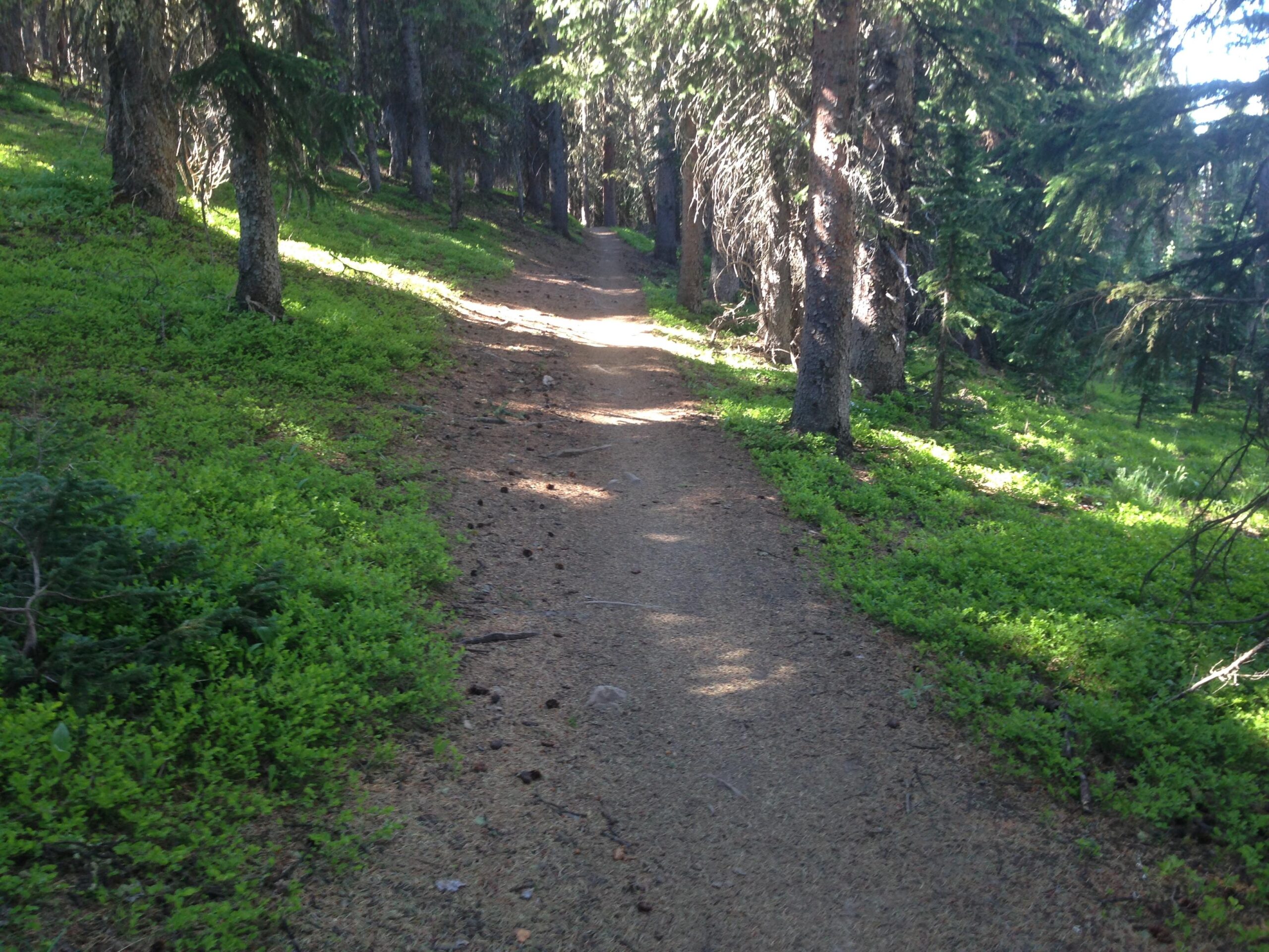 A serene dirt path winding through a lush green forest, surrounded by tall trees. Sunlight filters through the branches, illuminating the vibrant undergrowth. Monarch Crest Trail mountain bike trail.