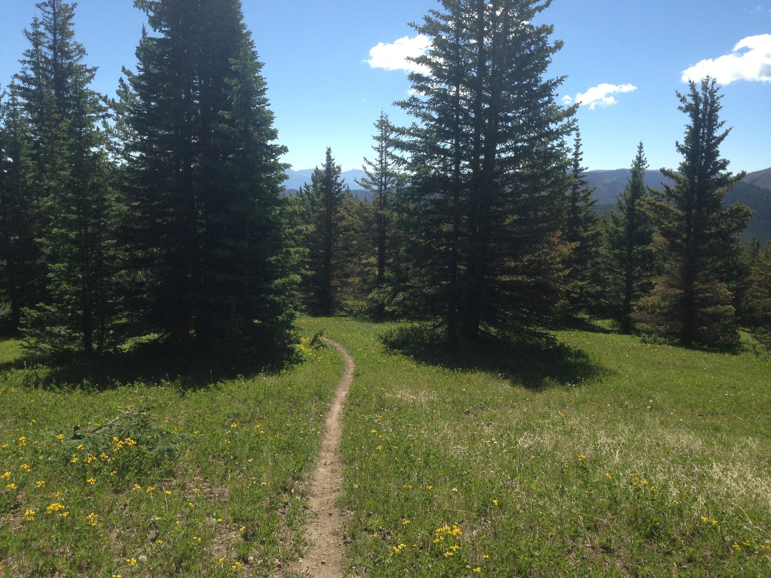A narrow dirt path winding through a lush forest of tall pine trees, with patches of vibrant green grass and scattered yellow wildflowers in the foreground. The background features distant mountains under a clear blue sky dotted with a few fluffy clouds. Starvation Creek mountain bike trail.
